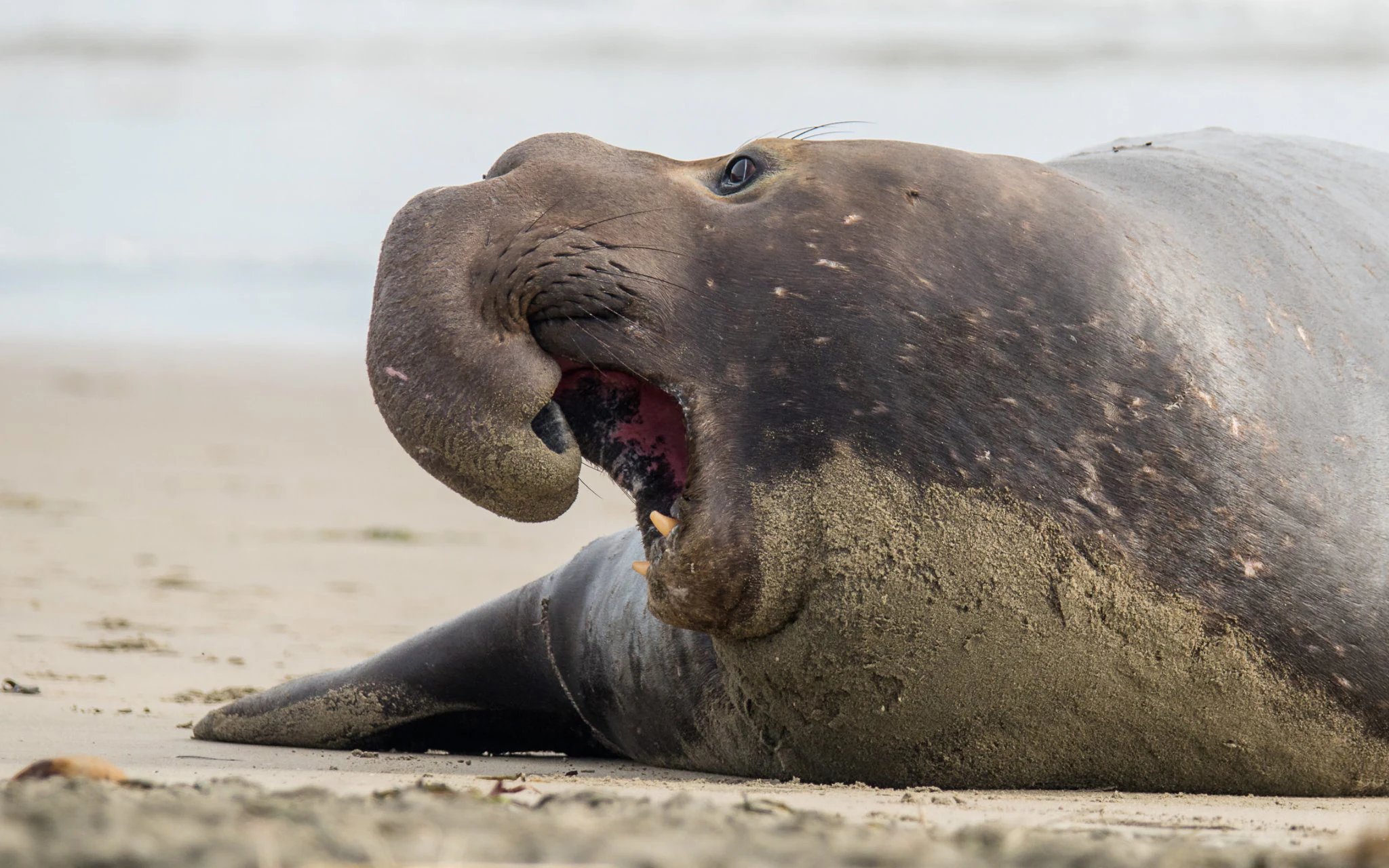 A close-up of a large male northern elephant seal with its mouth open on a sandy beach.