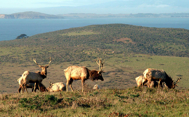 A small herd of tule elk grazing on a grassy hillside with a coastal bay and distant headlands in the background.