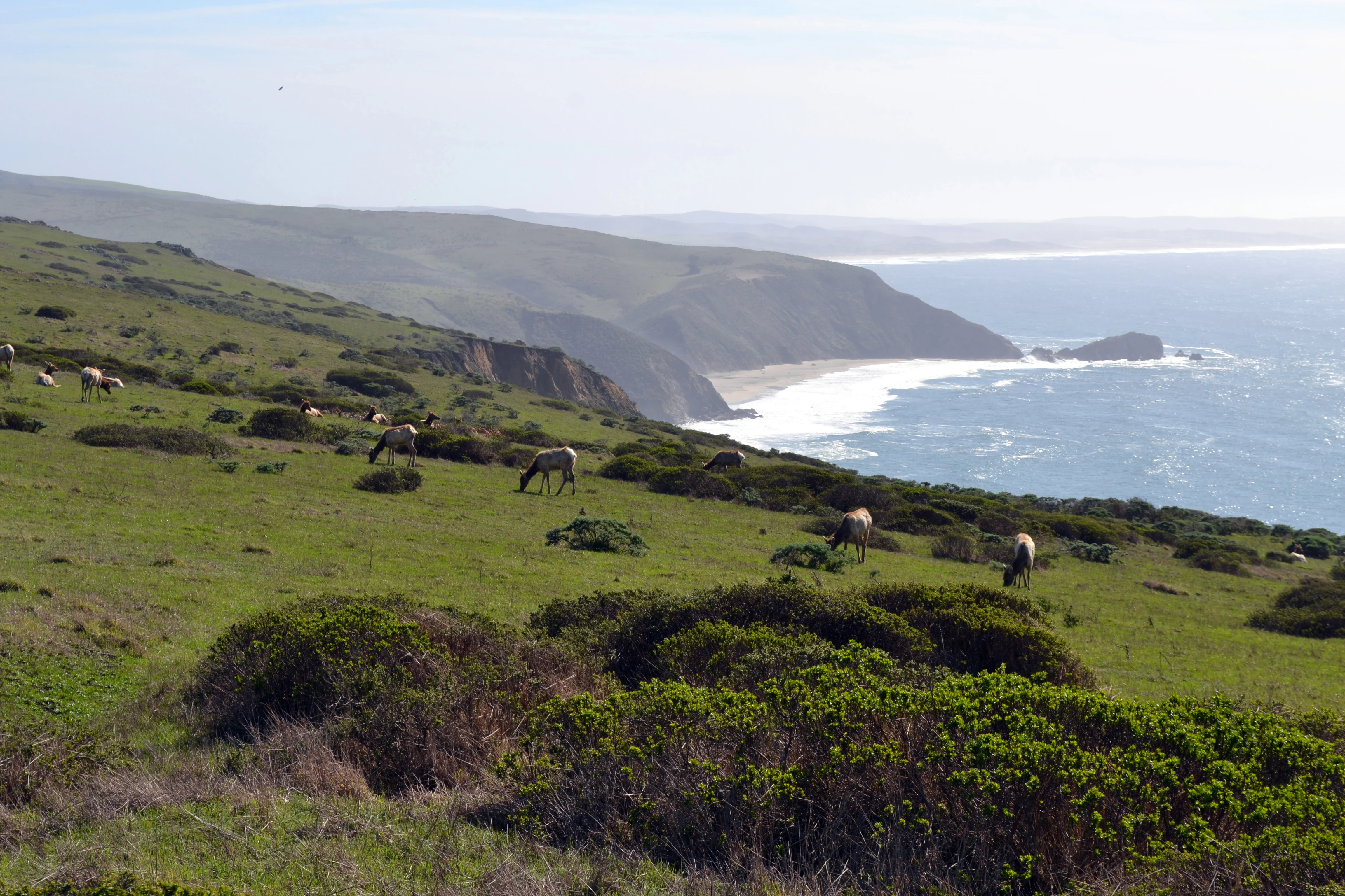 Several Tule elk graze on a grassy, shrub-dotted coastal slope overlooking the Pacific Ocean and a sandy beach.
