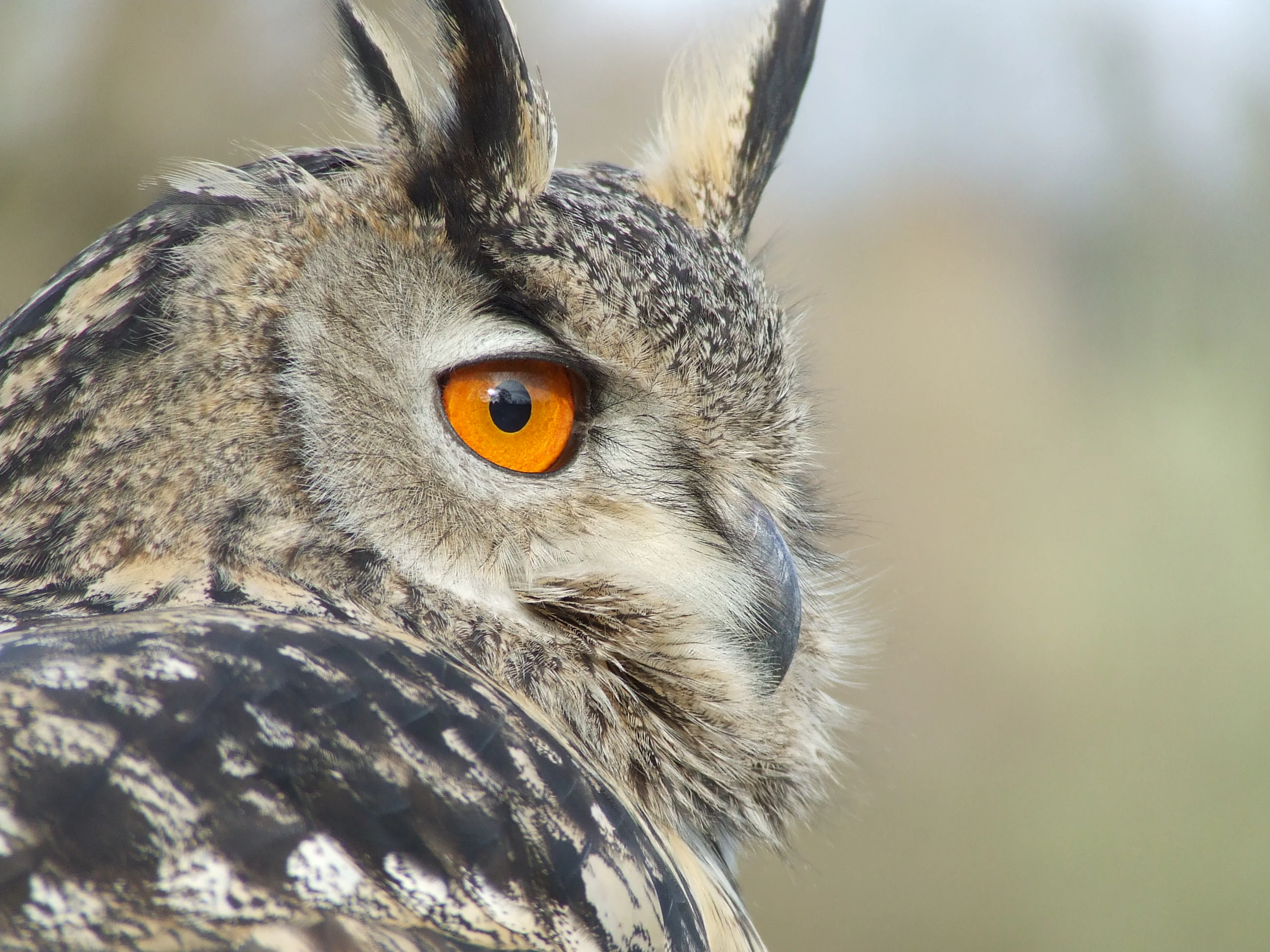 Close-up profile view of an Eurasian eagle-owl showing its distinctive orange eye, ear tufts, and patterned brown feathers.