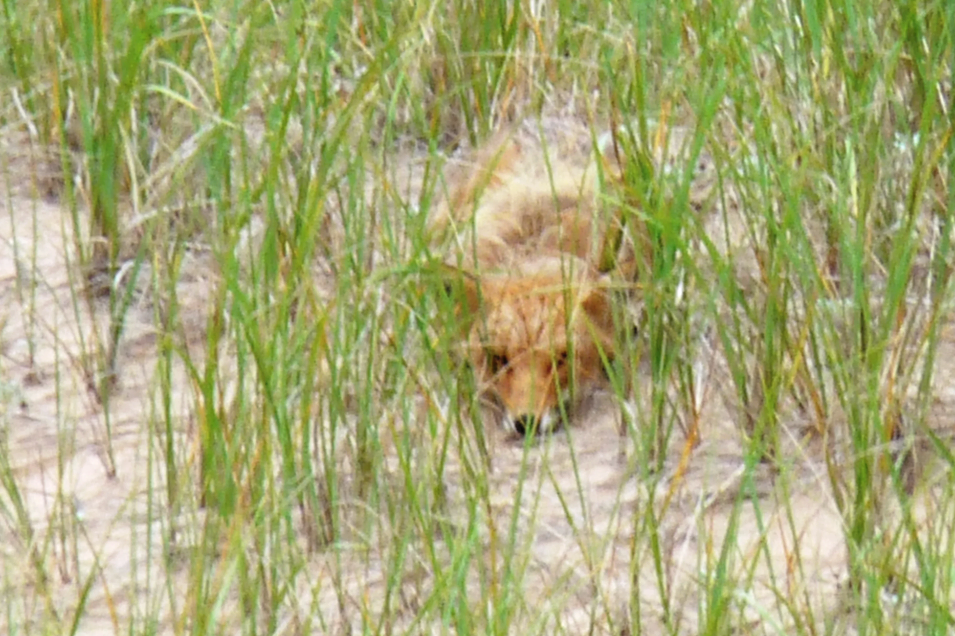 A red fox partially hidden in tall green grass growing on sandy dunes.
