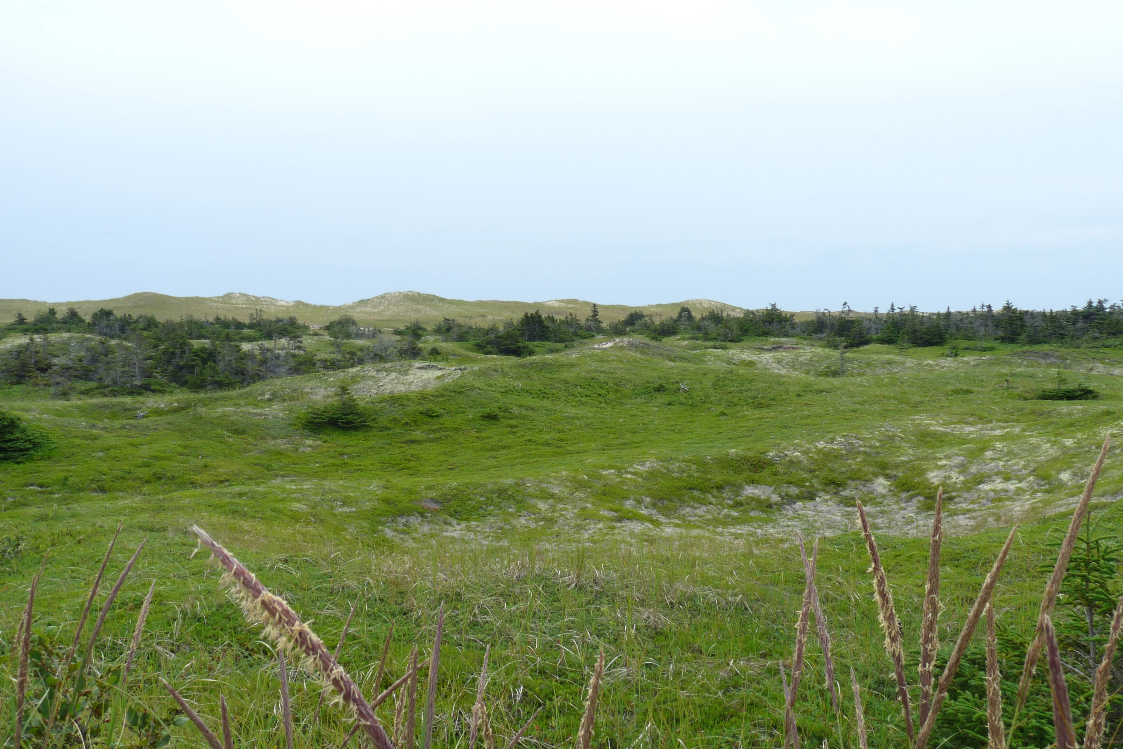 A wide landscape view of green grassy fields leading up to sandy dunes and a line of trees under a cloudy sky, with tall grass stalks in the foreground.
