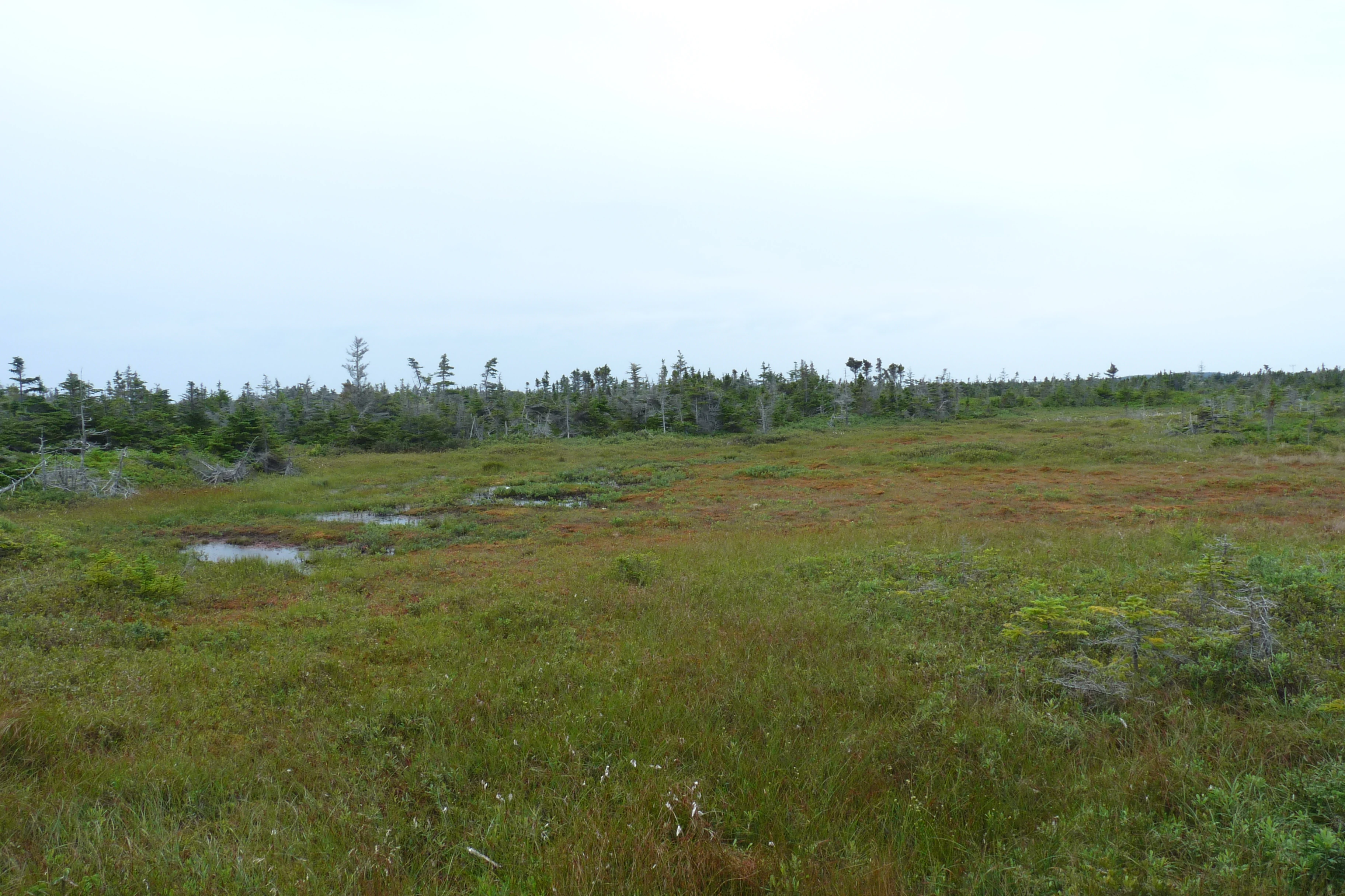A wide view of a marshy wetland with low green and brown vegetation, small pools of water, and a line of trees in the distance under an overcast sky.