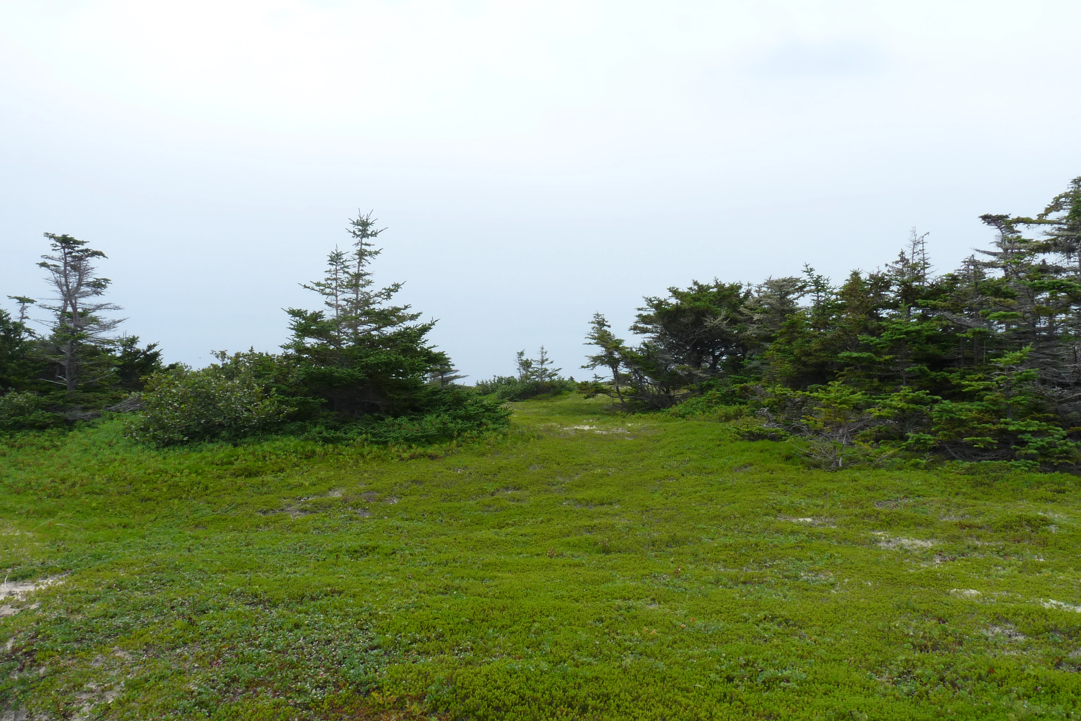 A wide shot of a grassy field with low green ground cover and scattered small conifer trees under a grey overcast sky.