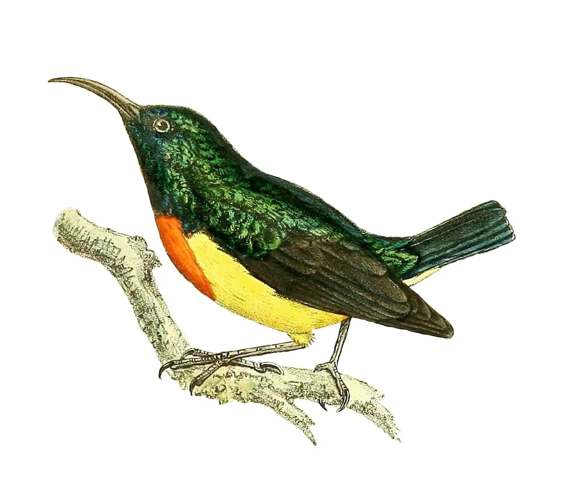 A vintage-style color illustration of a Mayotte Sunbird perched on a bare branch against a white background.
