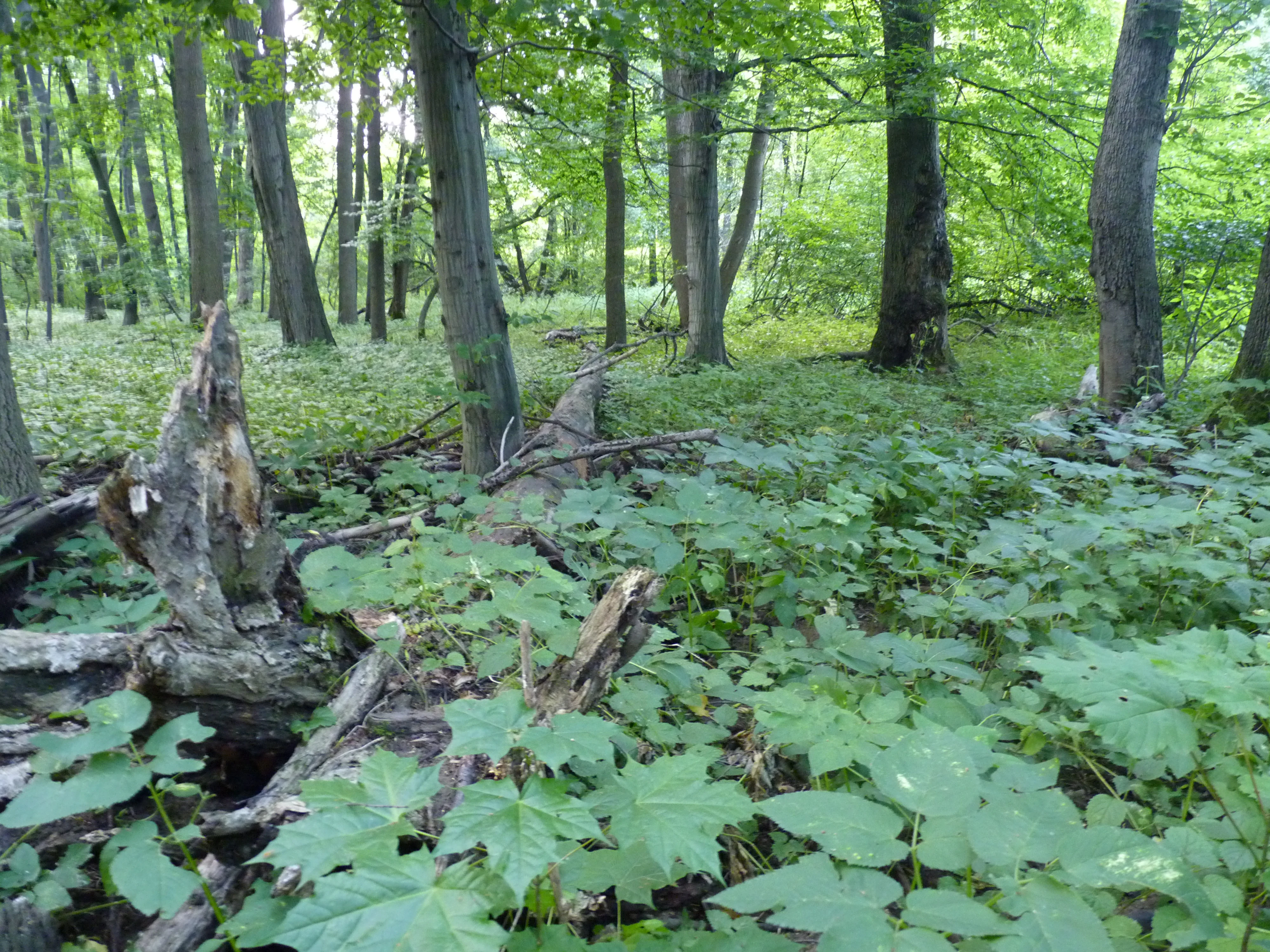 A view into a dense, green deciduous forest featuring mature tree trunks, low-lying ground vegetation, and fallen deadwood logs on the forest floor.