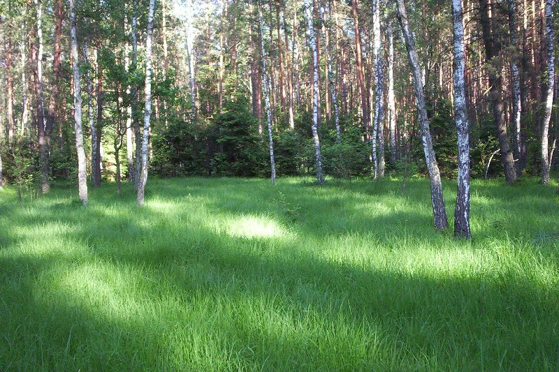 A bright, grassy meadow surrounded by a mix of tall birch and pine trees in a forest setting.