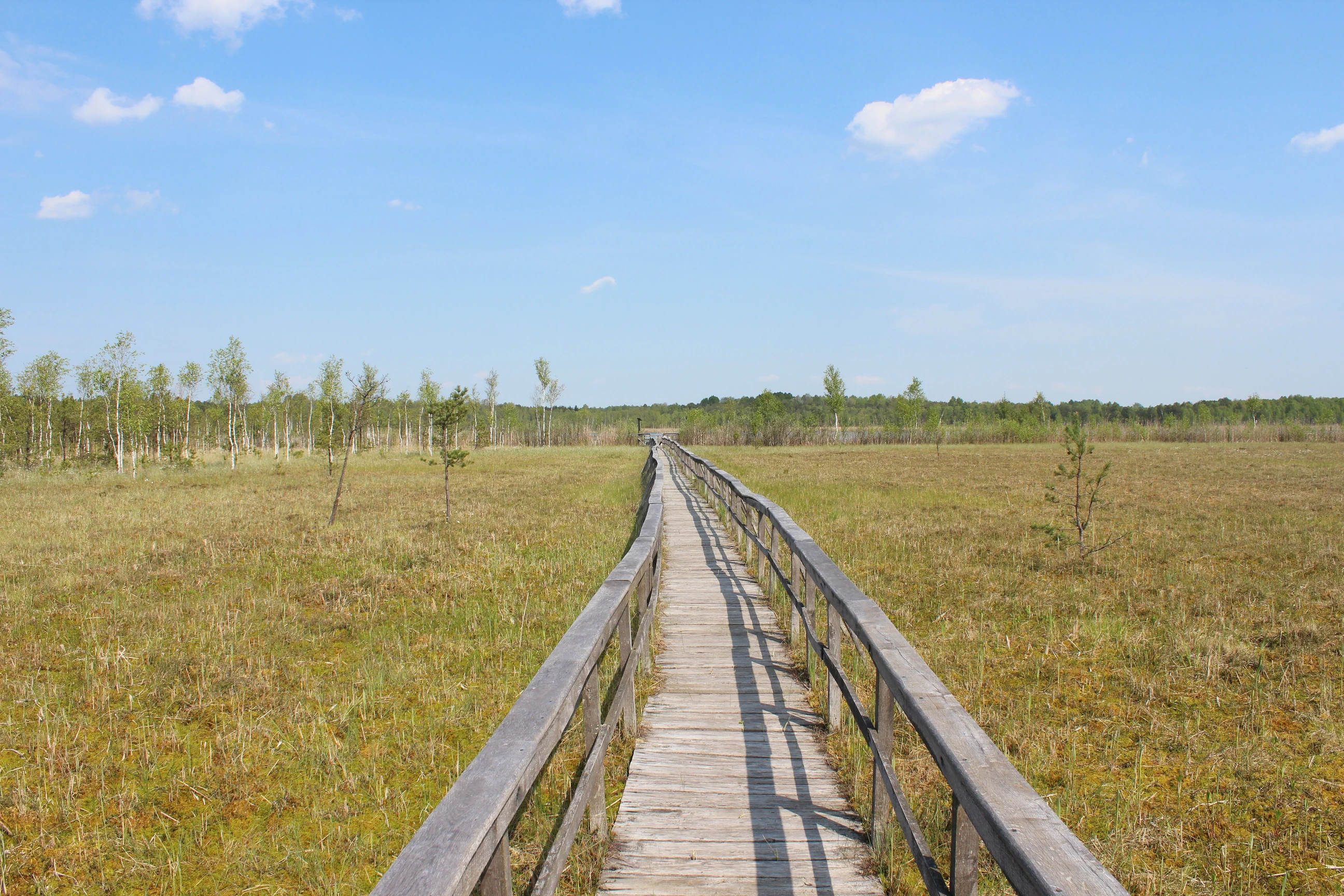 A wooden boardwalk with railings leads straight through a flat, grassy wetland and boggy meadow under a blue sky.