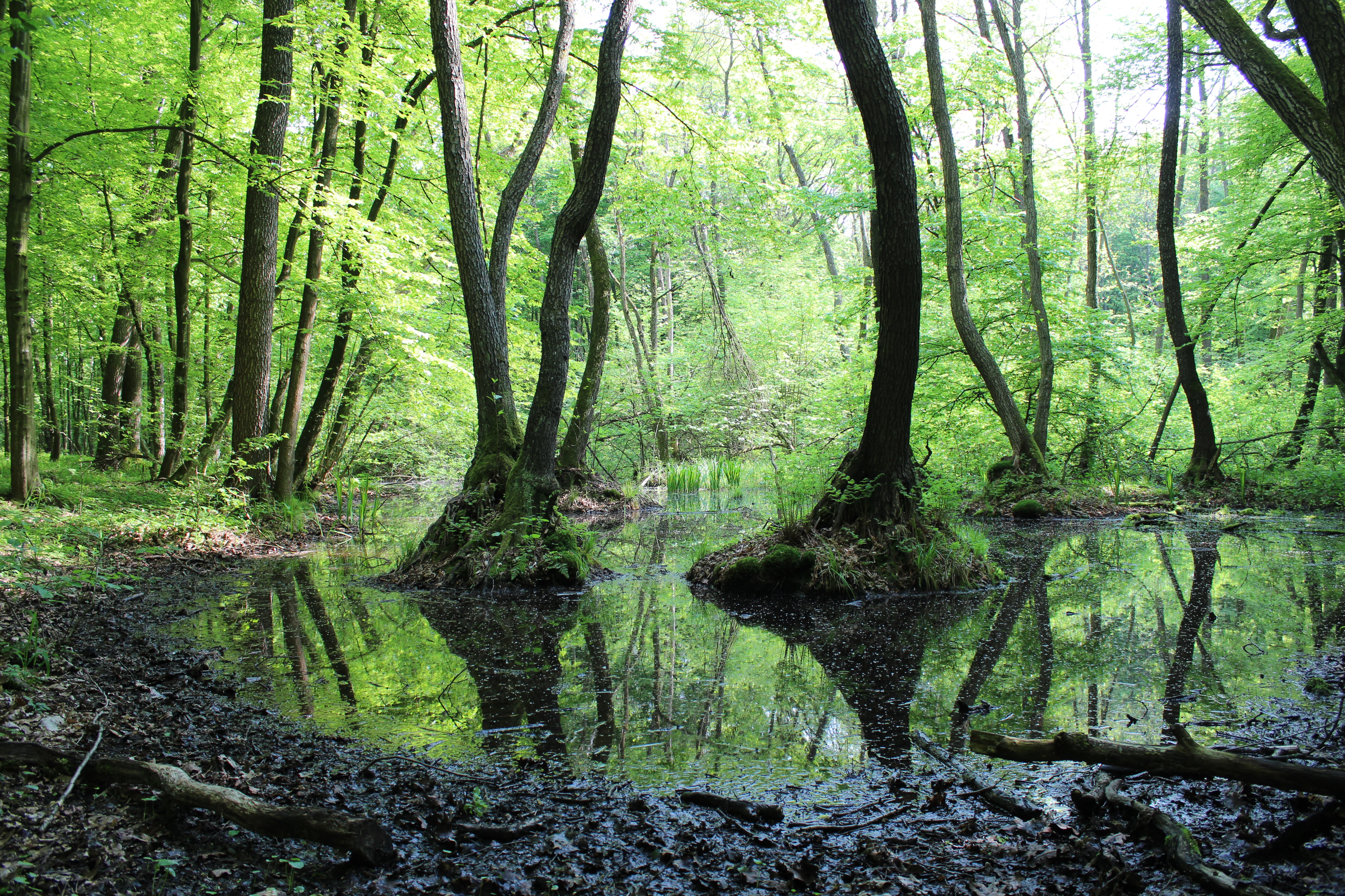 Lush green trees growing out of a small, tranquil wetland pool with clear reflections on the water surface along the Dab Dominik nature trail.
