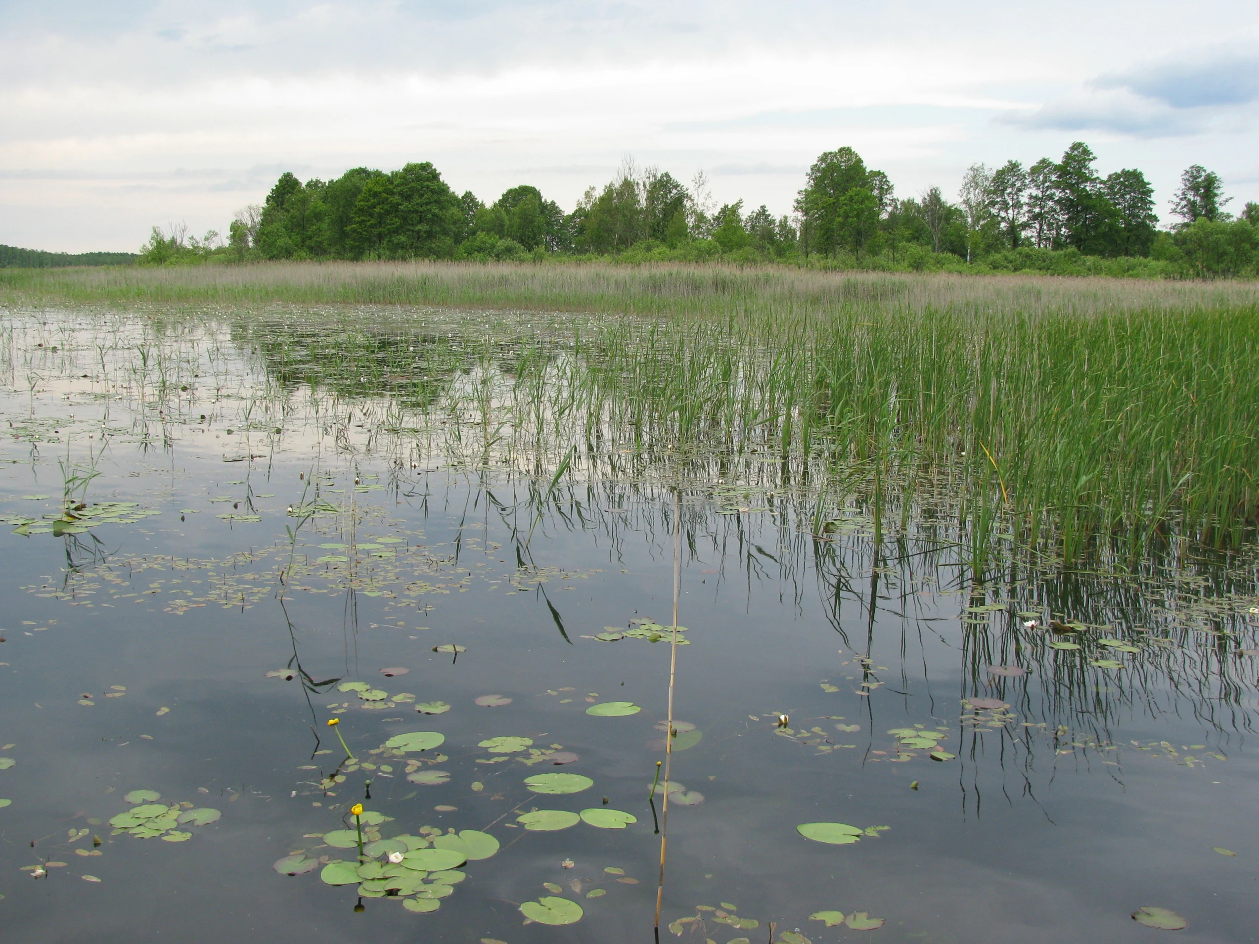 A wide view of a calm lake with water lilies in the foreground and a dense line of reeds and trees along the distant shoreline under a cloudy sky.