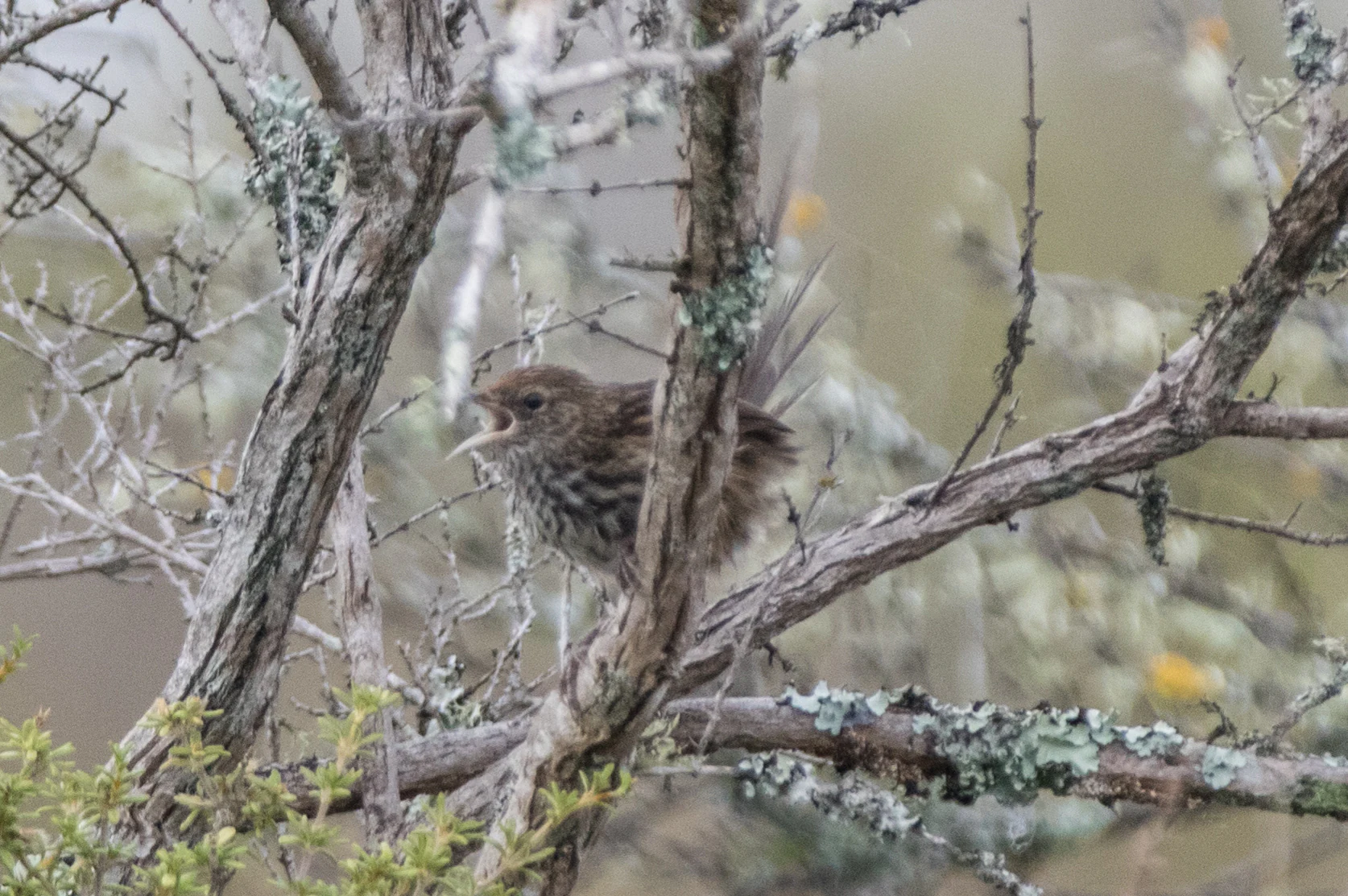 Un pequeño pájaro marrón con una cola larga posado entre ramas delgadas cubiertas de líquenes, con el pico abierto.