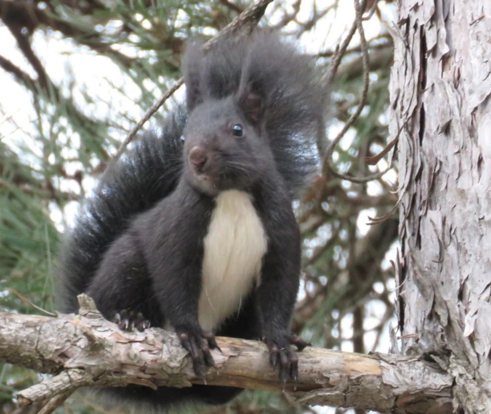 Black squirrel with white underbelly sitting on tree branch in forest