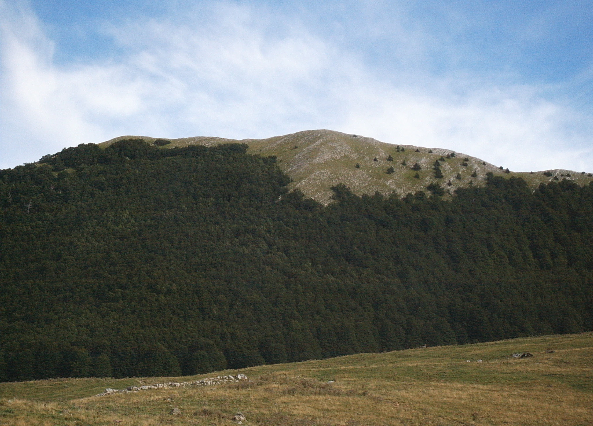 Dense forested mountain slope with grassy field in foreground under partly cloudy sky