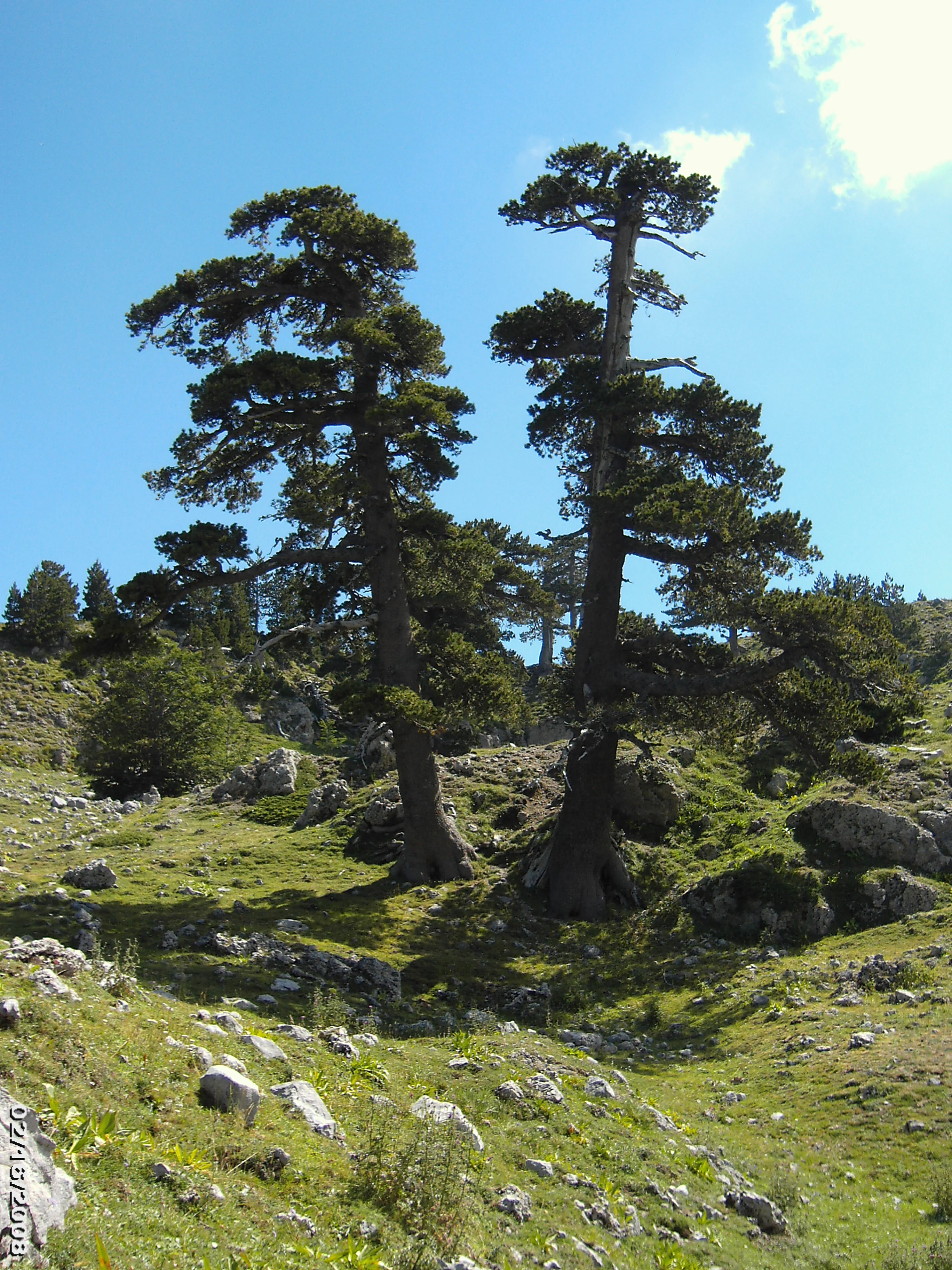 Two tall Bosnian pine trees with dense green foliage on a grassy hillside scattered with rocks under a clear blue sky