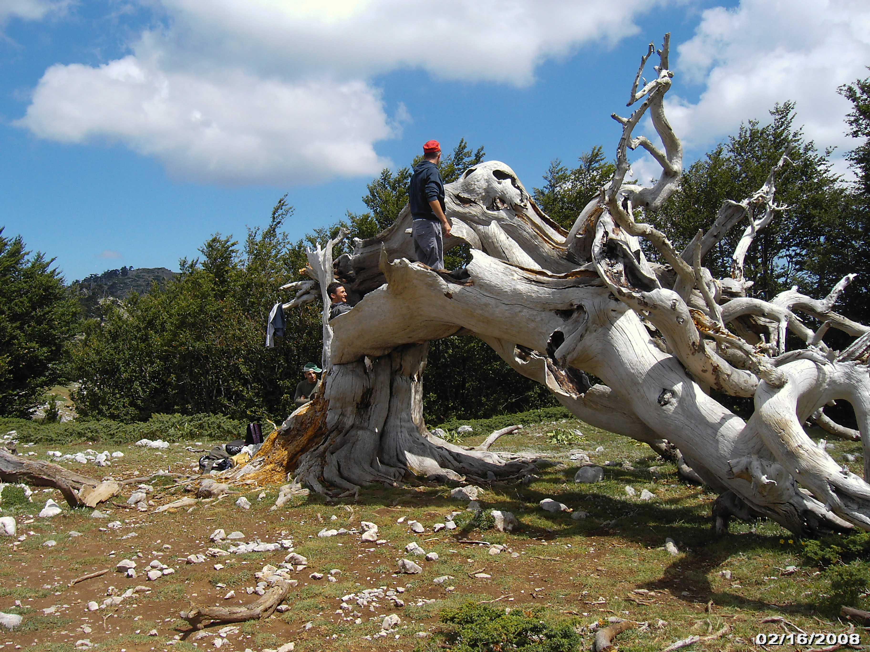 A large, twisted Bosnian Pine tree with a person standing on its trunk, surrounded by grassy terrain with scattered stones and forest in the background