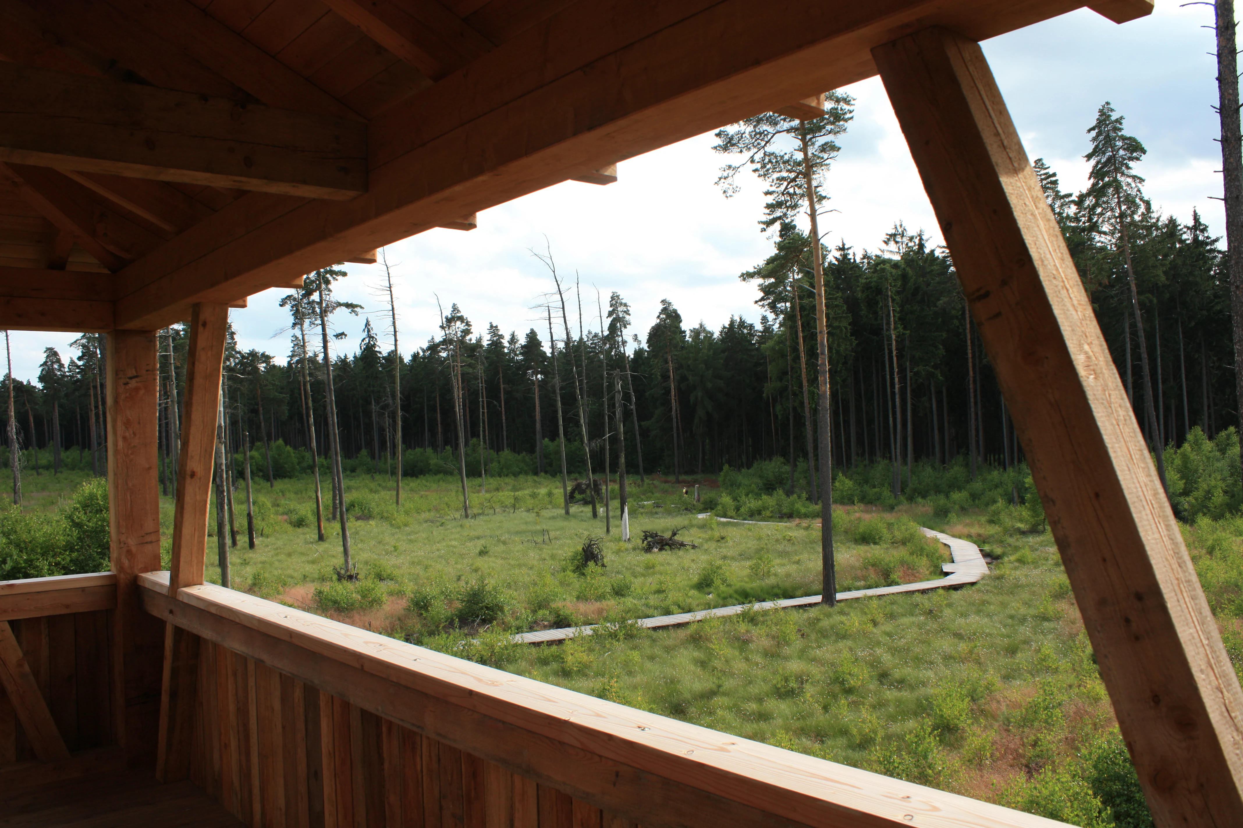Una perspectiva elevada que mira desde una estructura de observación de madera hacia una pradera forestal con una pasarela de madera estrecha que atraviesa los pastos.