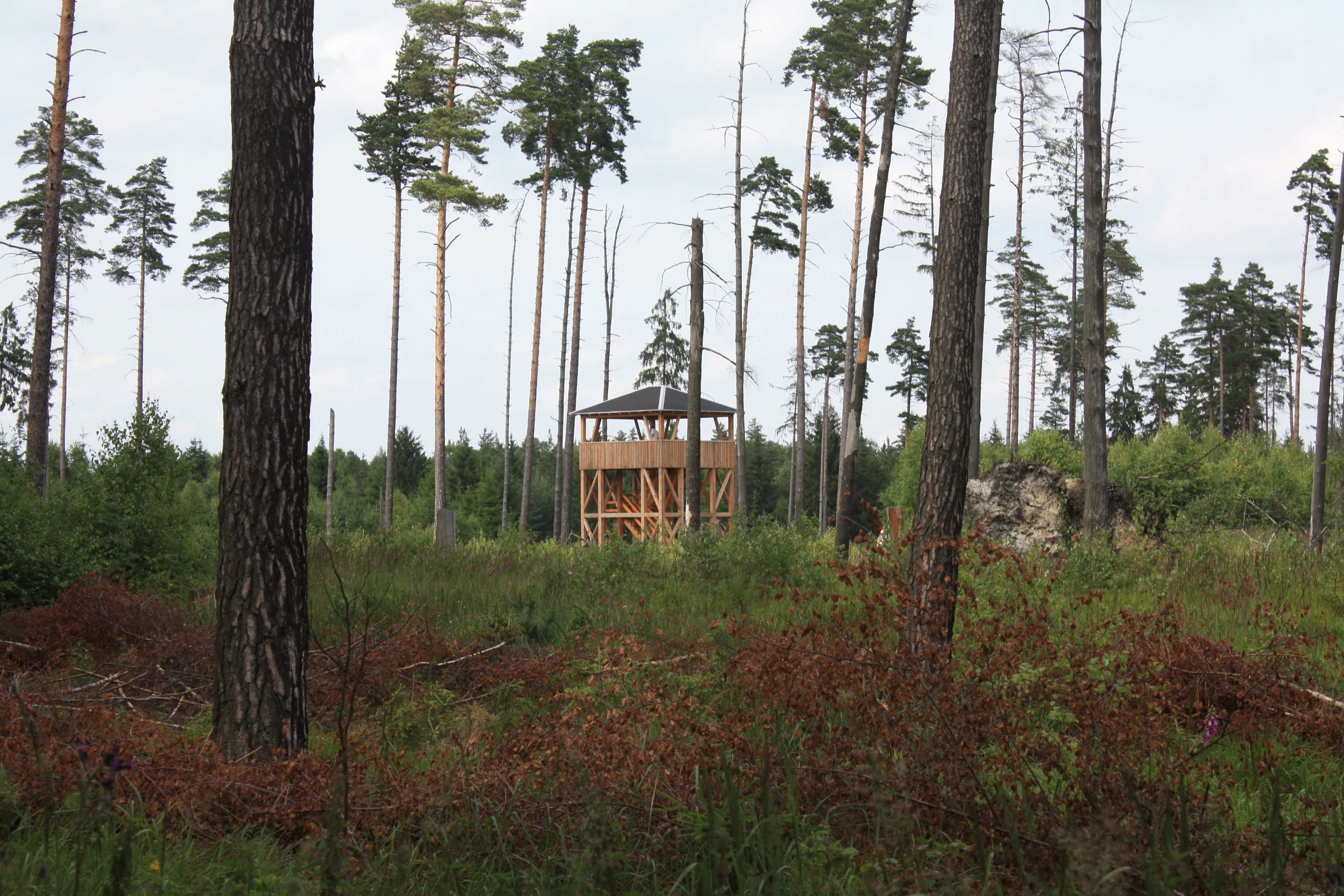 Una torre de observación de madera se alza en medio de un paisaje forestal disperso con pinos altos y arbustos de porte bajo.