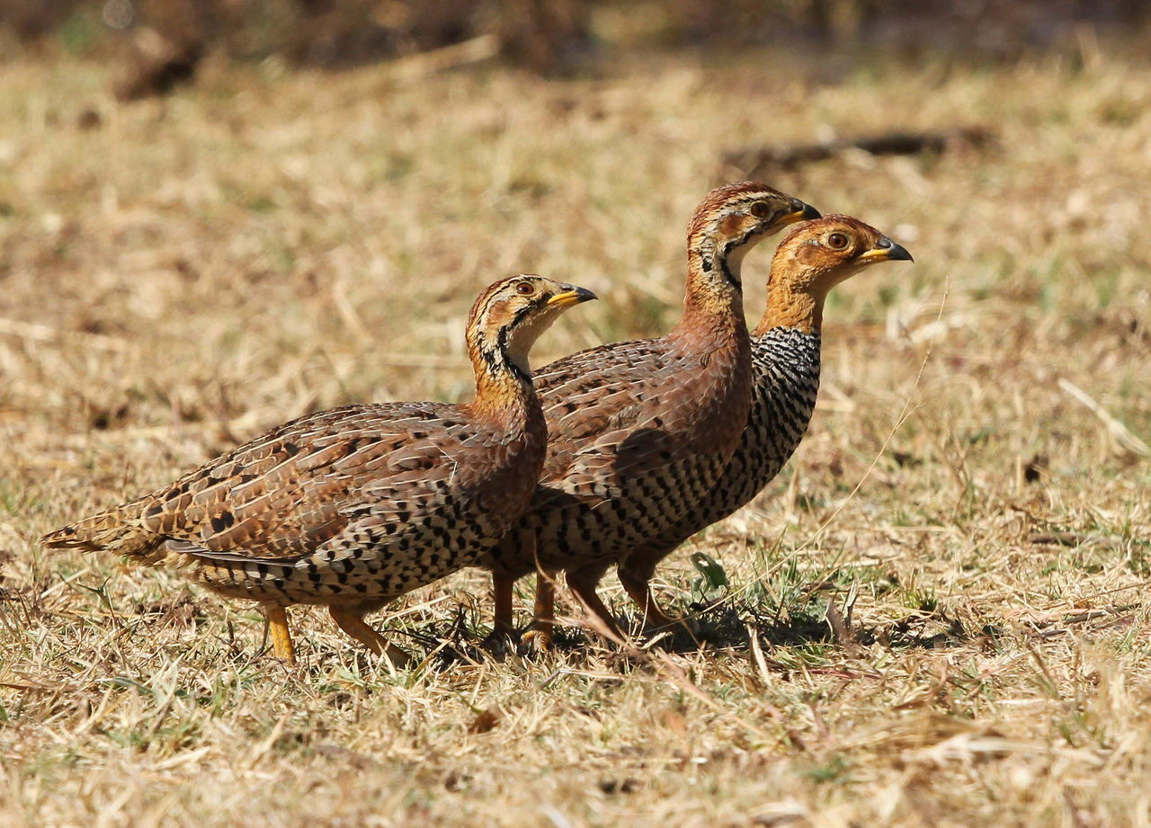 Three small brownish game birds known as Coqui francolins standing in a line on dry, yellowed grass.
