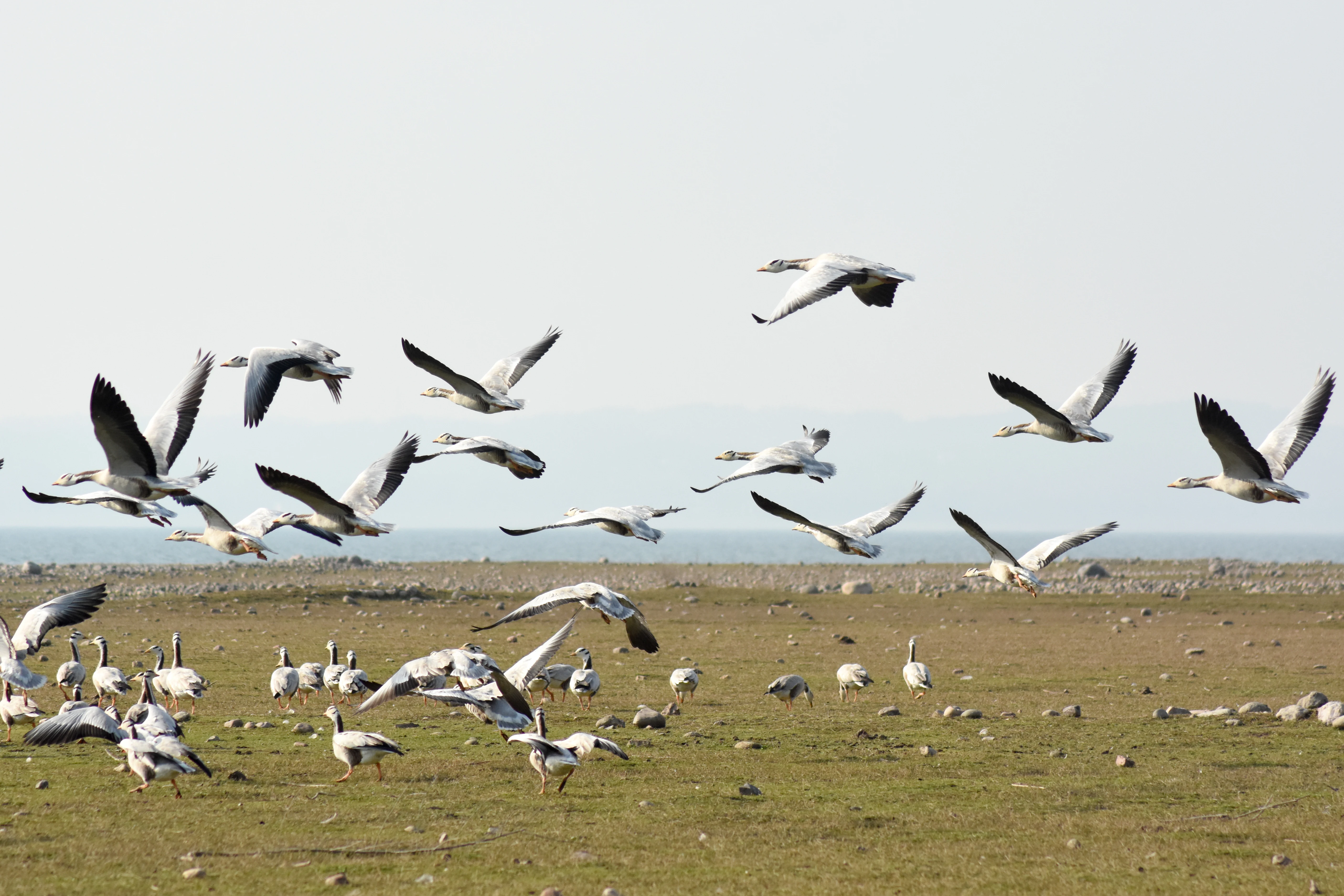A large flock of bar-headed geese in flight and on the ground in a grassy, open landscape near water.