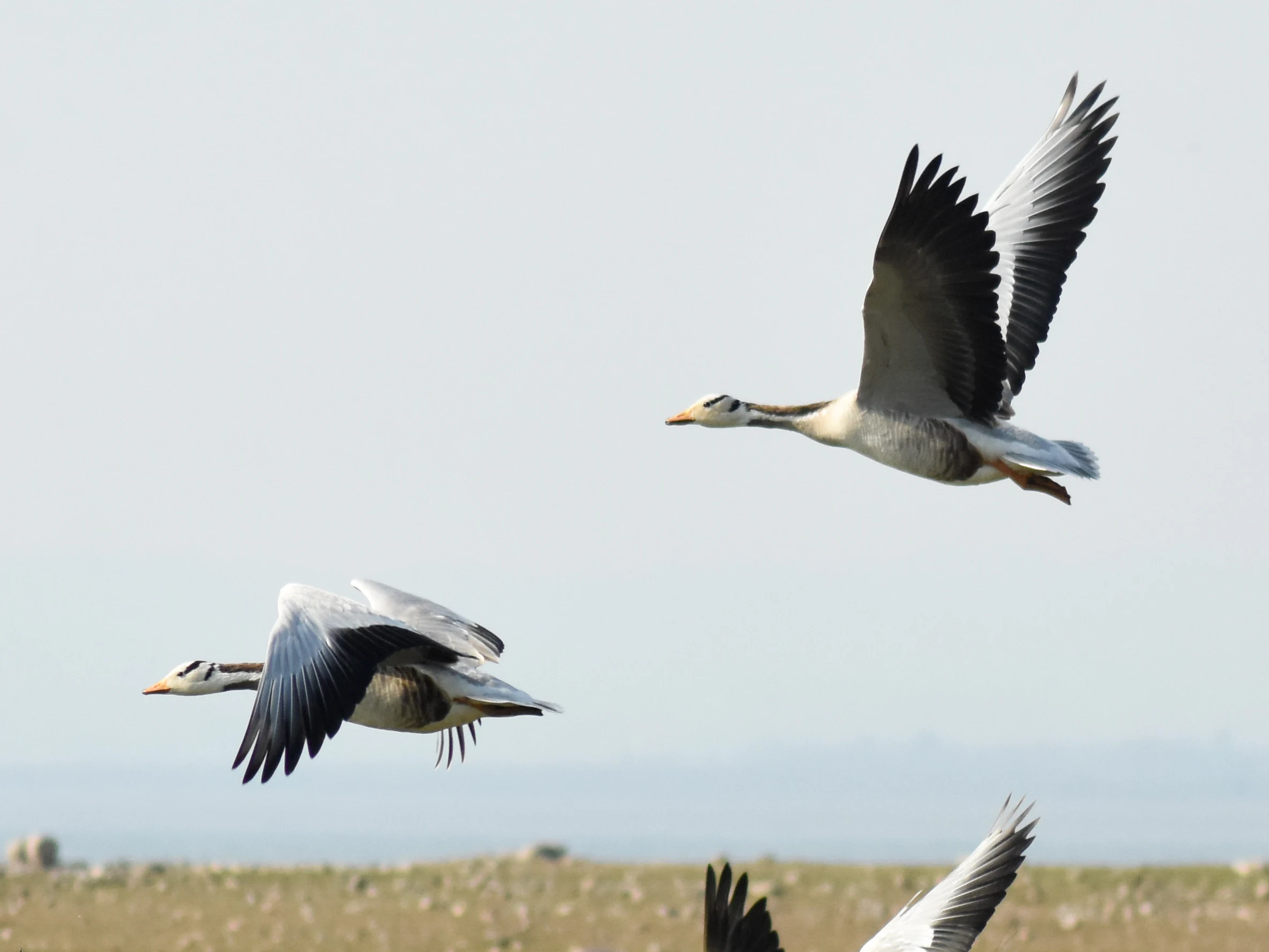Several bar-headed geese with distinctive black-and-white head markings flying over a flat, hazy landscape.