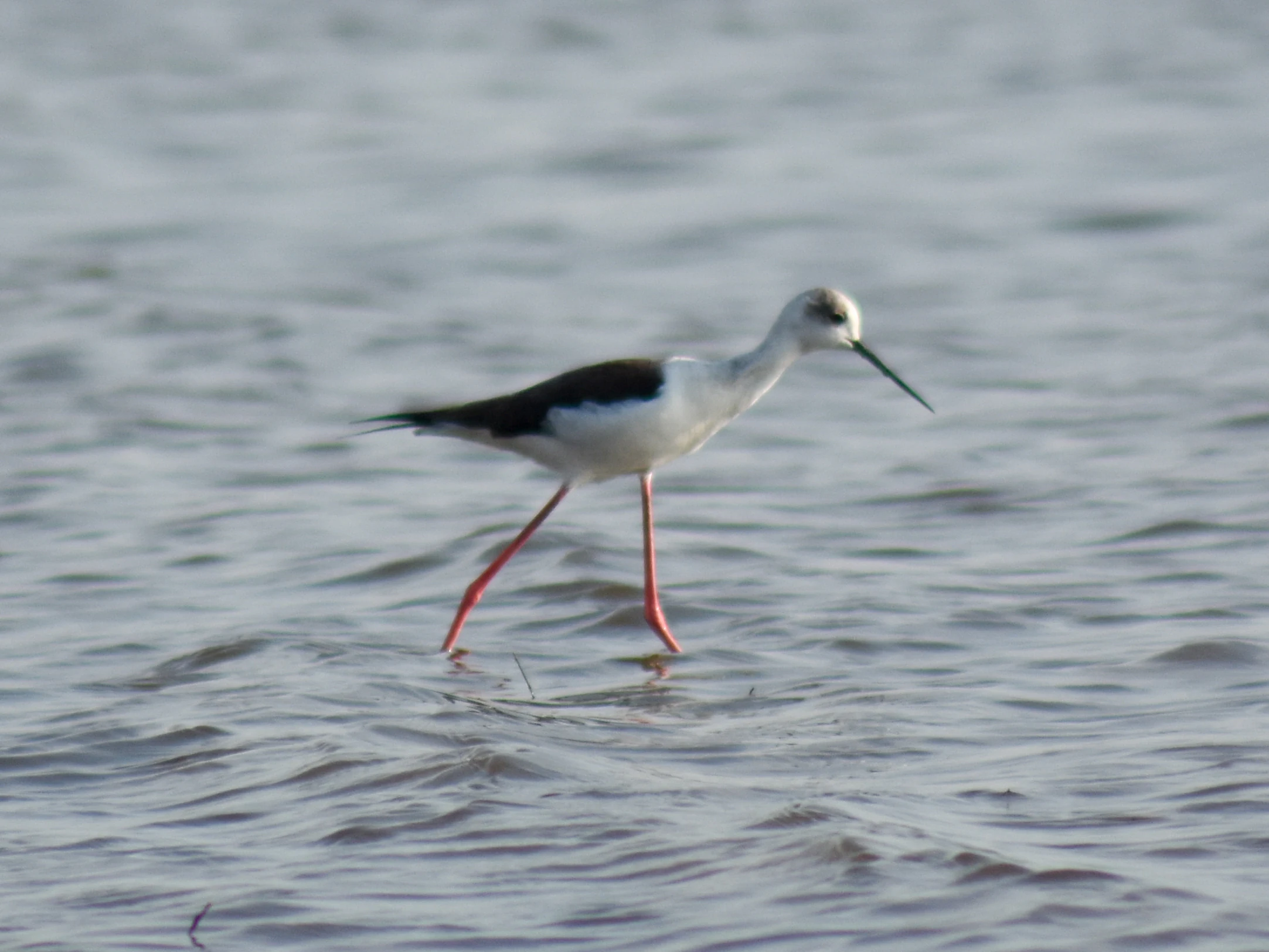 A side profile of a black-winged stilt with long pink legs walking in shallow rippled water.