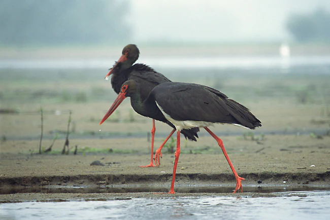 Two black storks with dark plumage and long red beaks walking along the muddy shore of a lake.