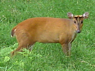 A medium shot of a brown muntjac deer with small antlers standing in a field of bright green grass.
