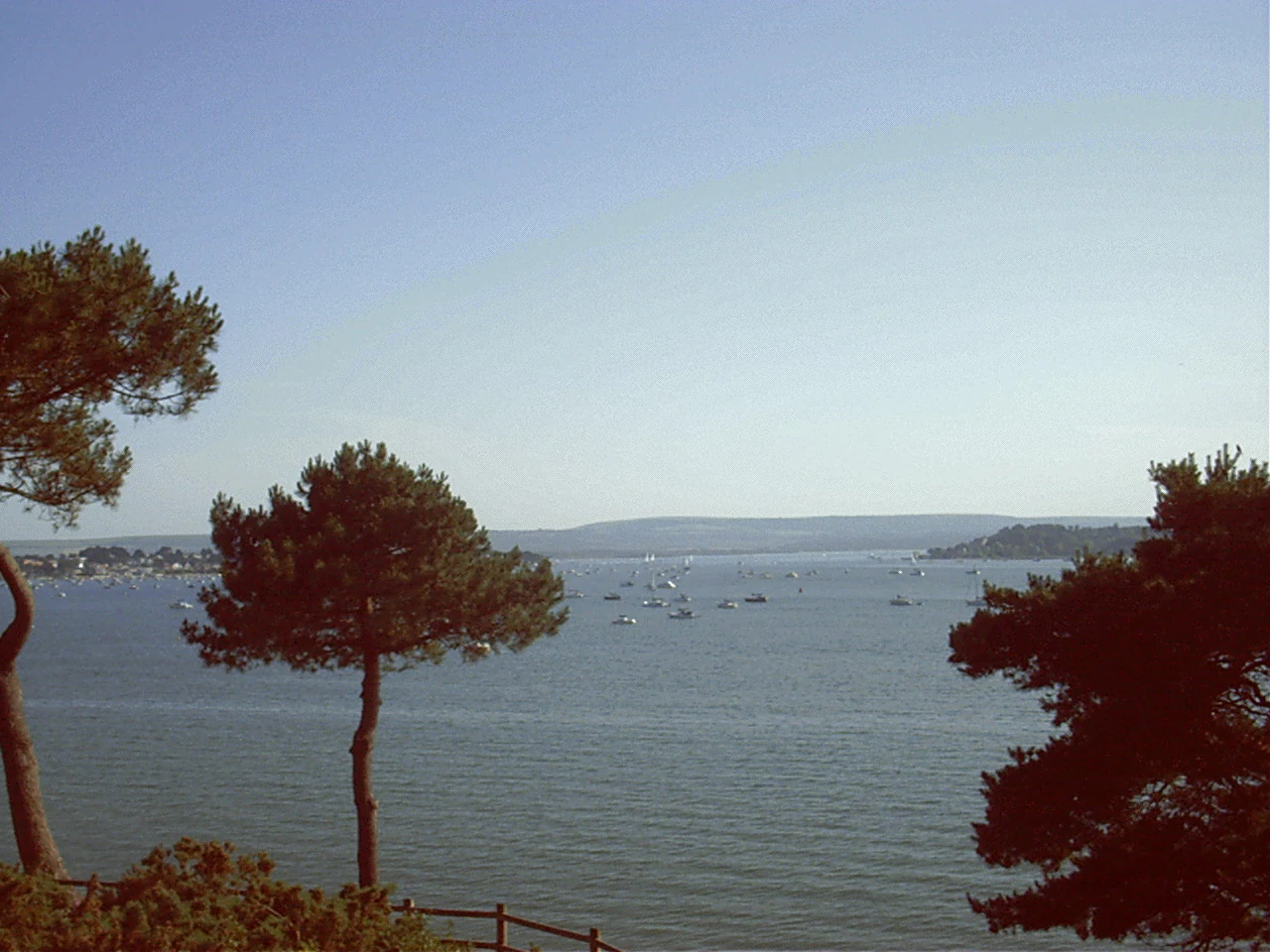 A wide view across a large harbour filled with small boats, framed by pine trees in the foreground, with rolling hills in the background.