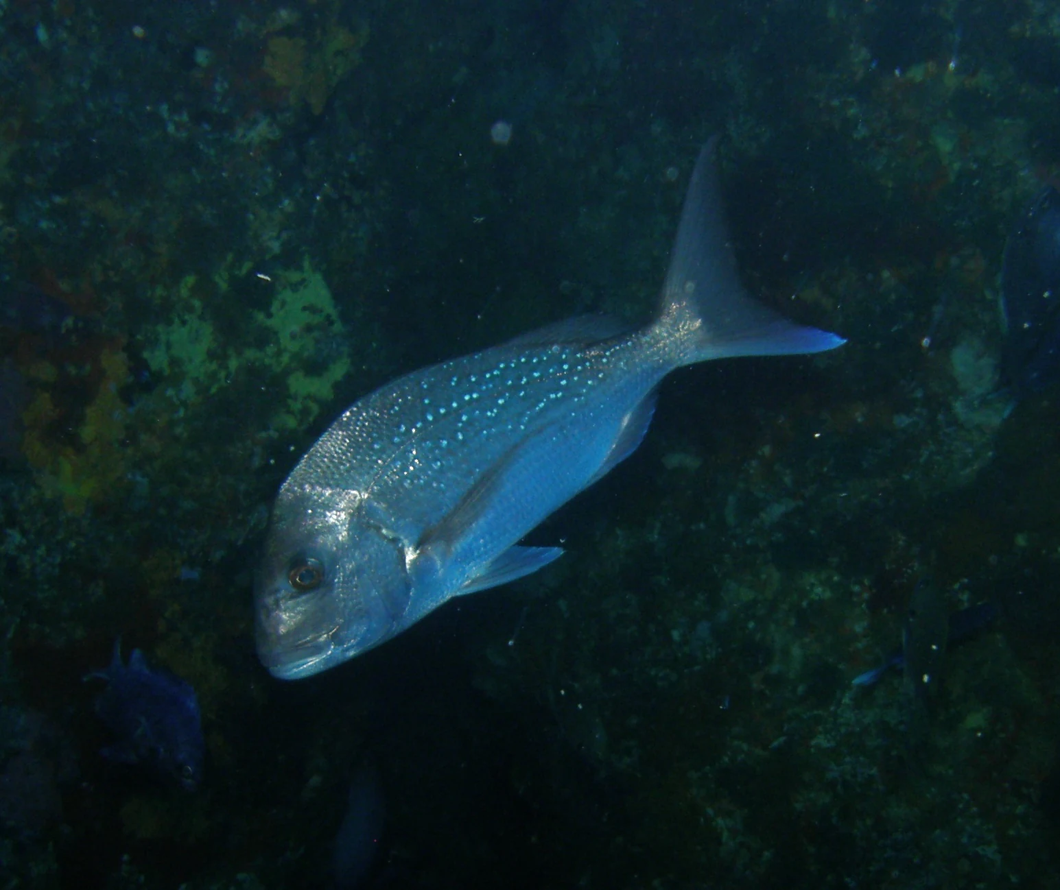 Una vista submarina de cerca de un pez pargo con manchas azules visibles, nadando contra un fondo rocoso oscuro de arrecife.
