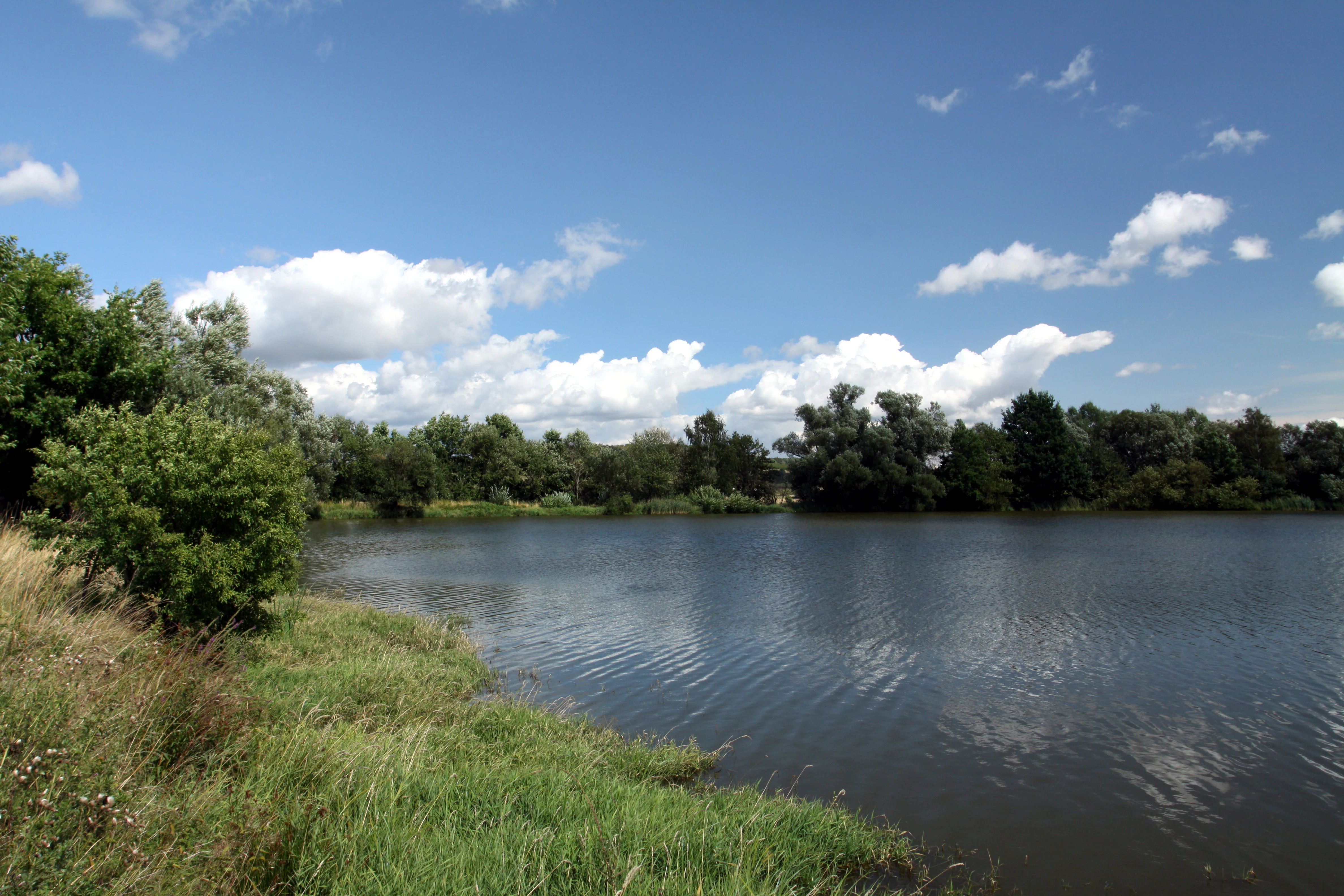 A wide view of a pond with grassy banks in the foreground and a dense line of trees across the far bank under a blue sky with scattered clouds.