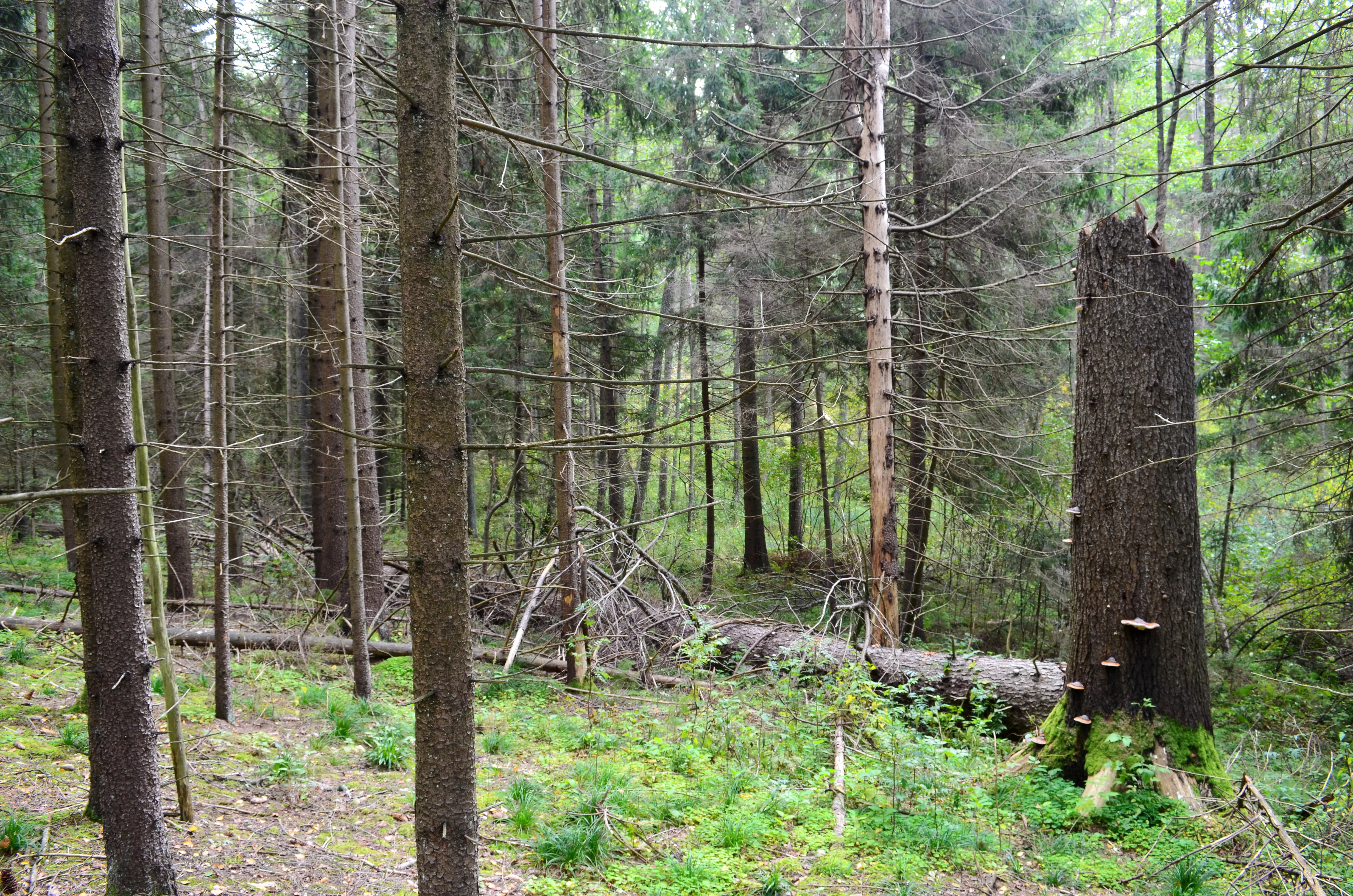 A dense spruce forest interior with tall evergreen tree trunks, fallen logs on the forest floor, and a mossy, broken tree stump in the foreground.