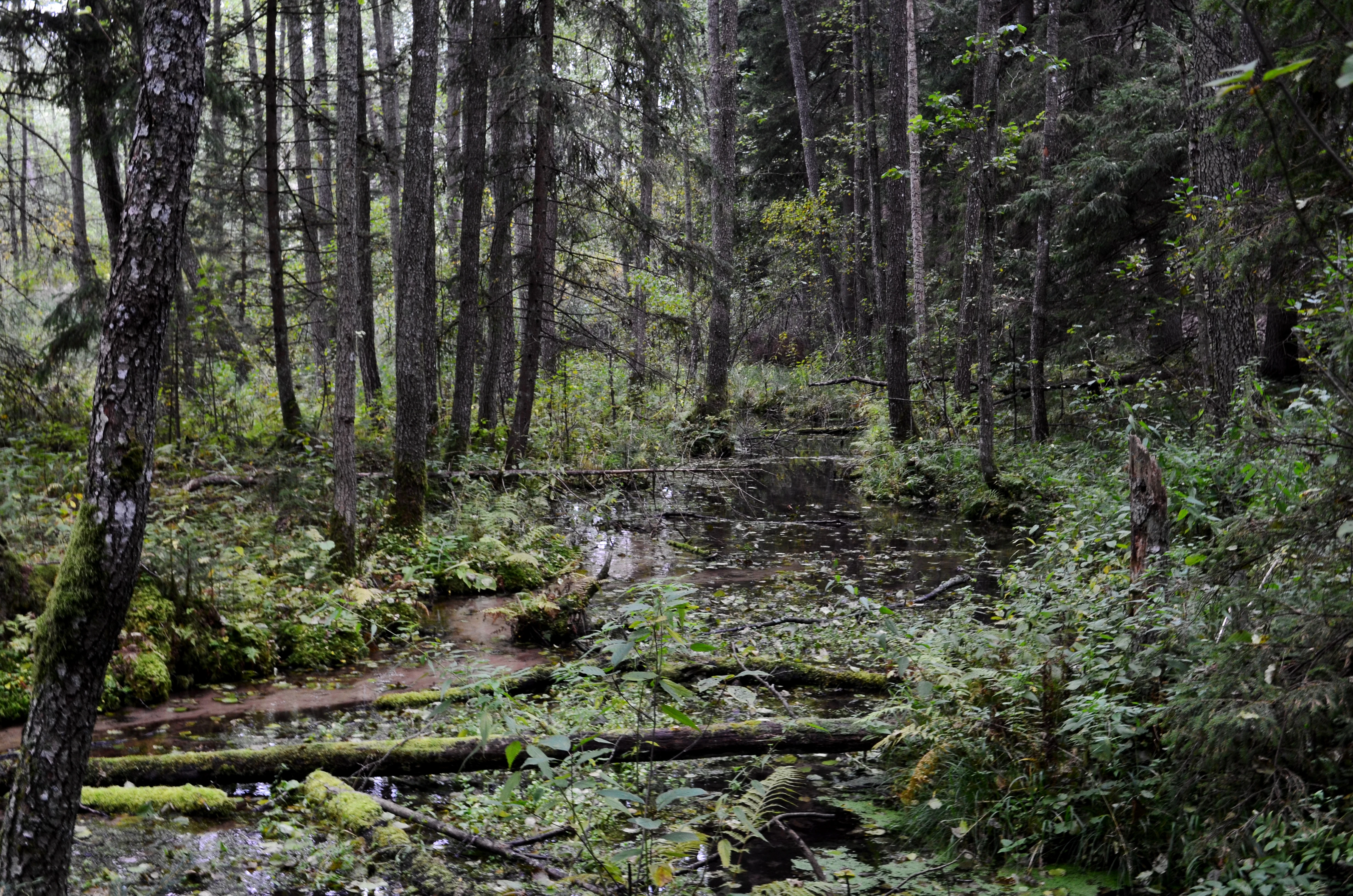 A slow-moving forest stream meanders through a dense, green woodland with fallen mossy logs in the water.