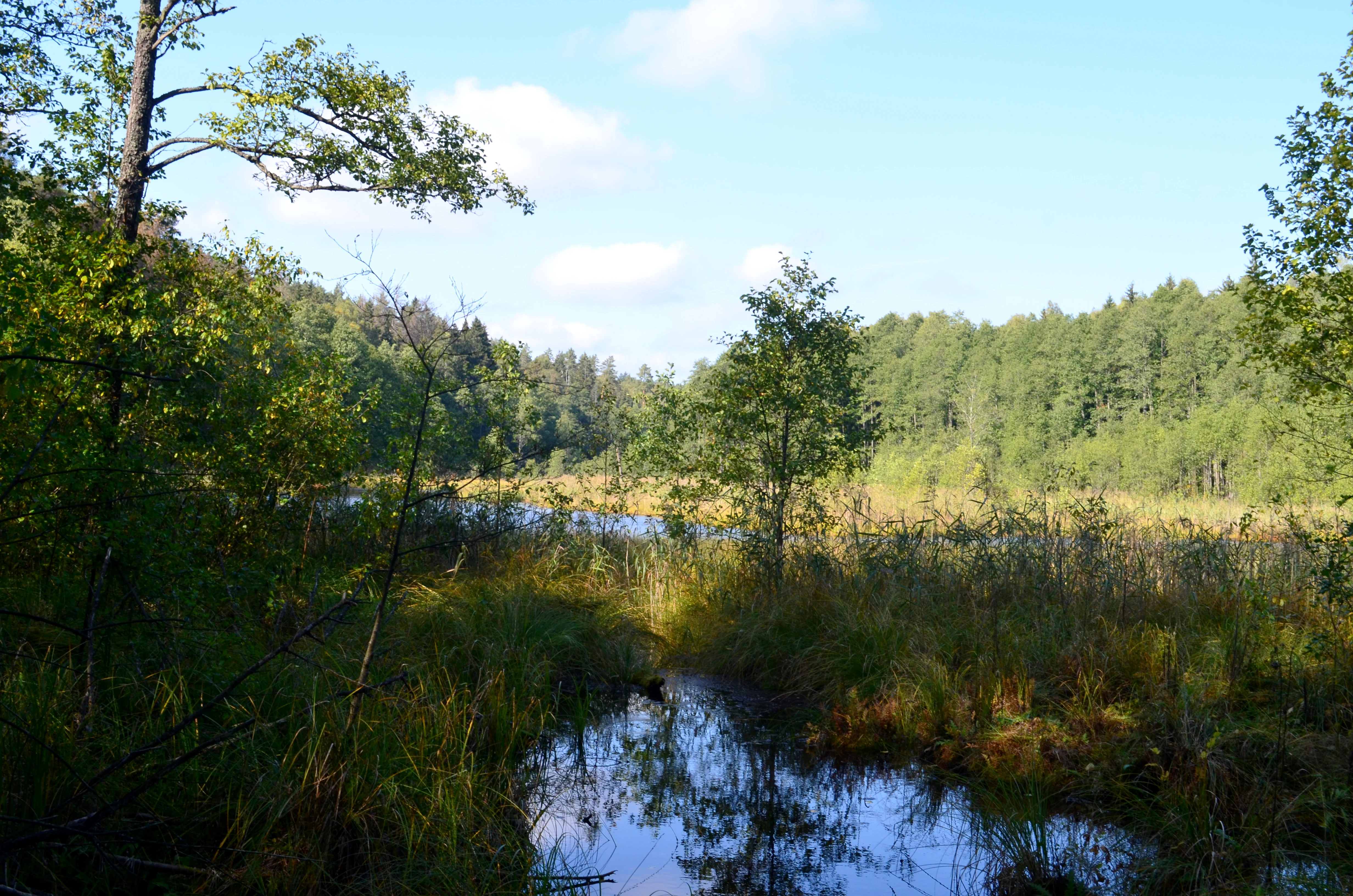 A peaceful, sunlit view of a small lake surrounded by lush green forest and marshy vegetation in the Povilnio Nature Reserve.