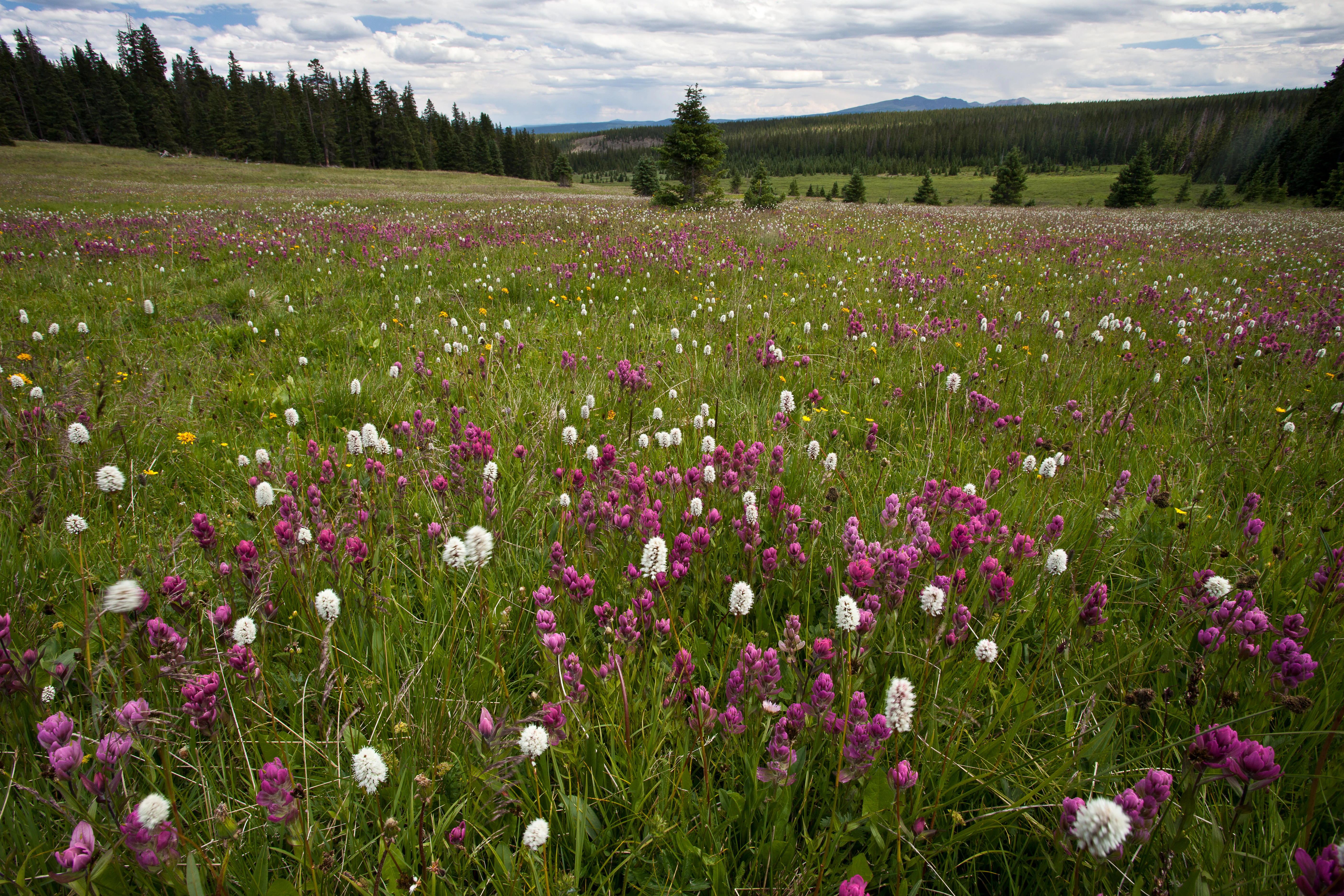 A vast alpine meadow covered in pink and white wildflowers with a coniferous forest and rolling hills in the background under a cloudy sky.