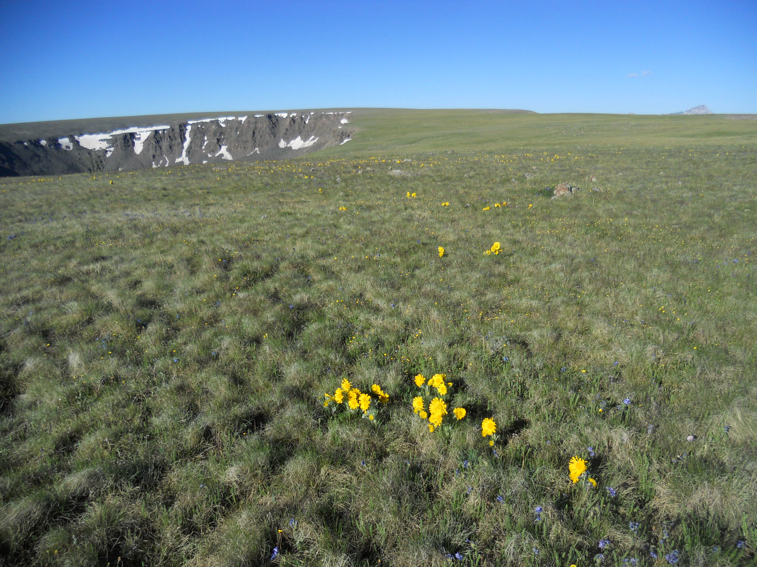 A wide, open alpine tundra landscape featuring grassy meadows, patches of yellow wildflowers in the foreground, and a rocky volcanic ridge with lingering snow in the distance under a clear blue sky.