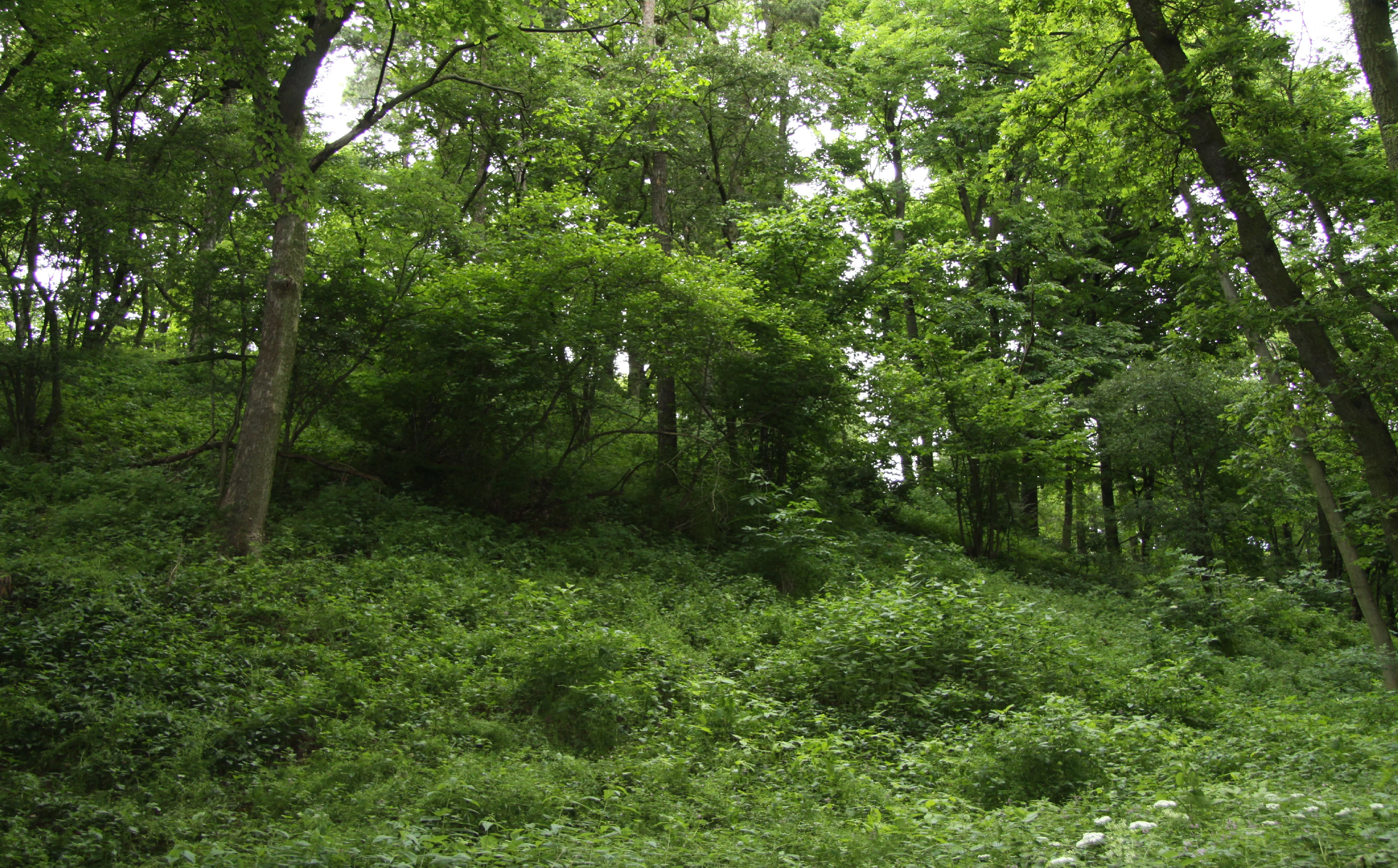 A thick, green, leafy forest with many tall trees and dense undergrowth in the Prácheň nature reserve.