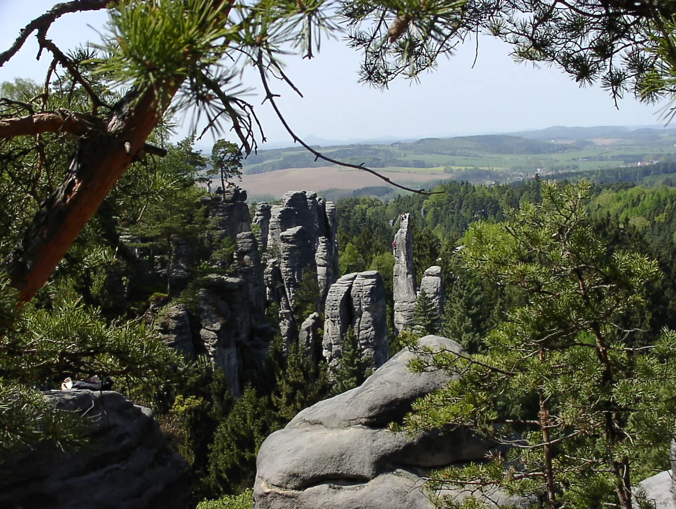 Looking through pine tree branches at a valley filled with vertical sandstone rock towers in Prachovské skály.