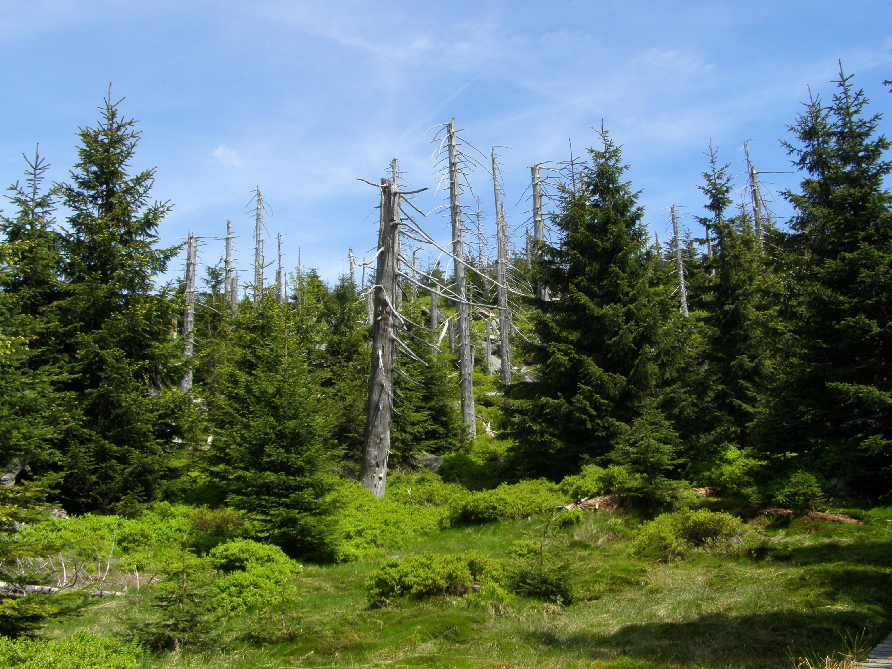 Smedava Highlands, Jizera, primeval forest