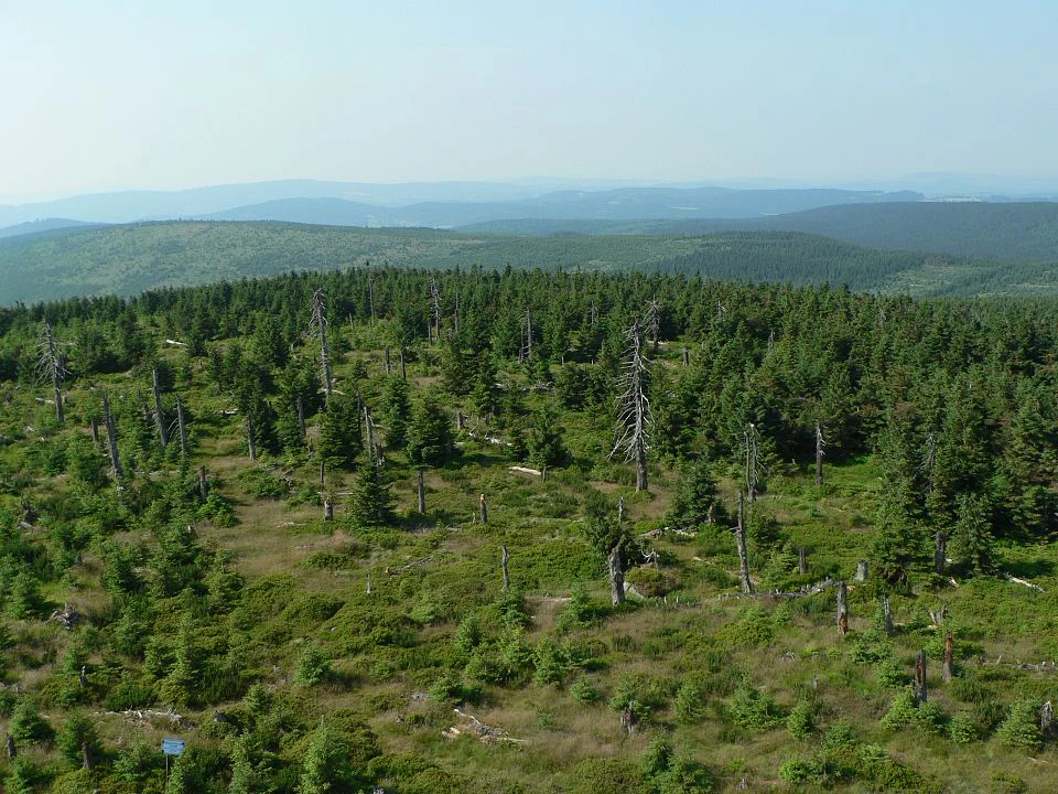 Primeval forest Jizera