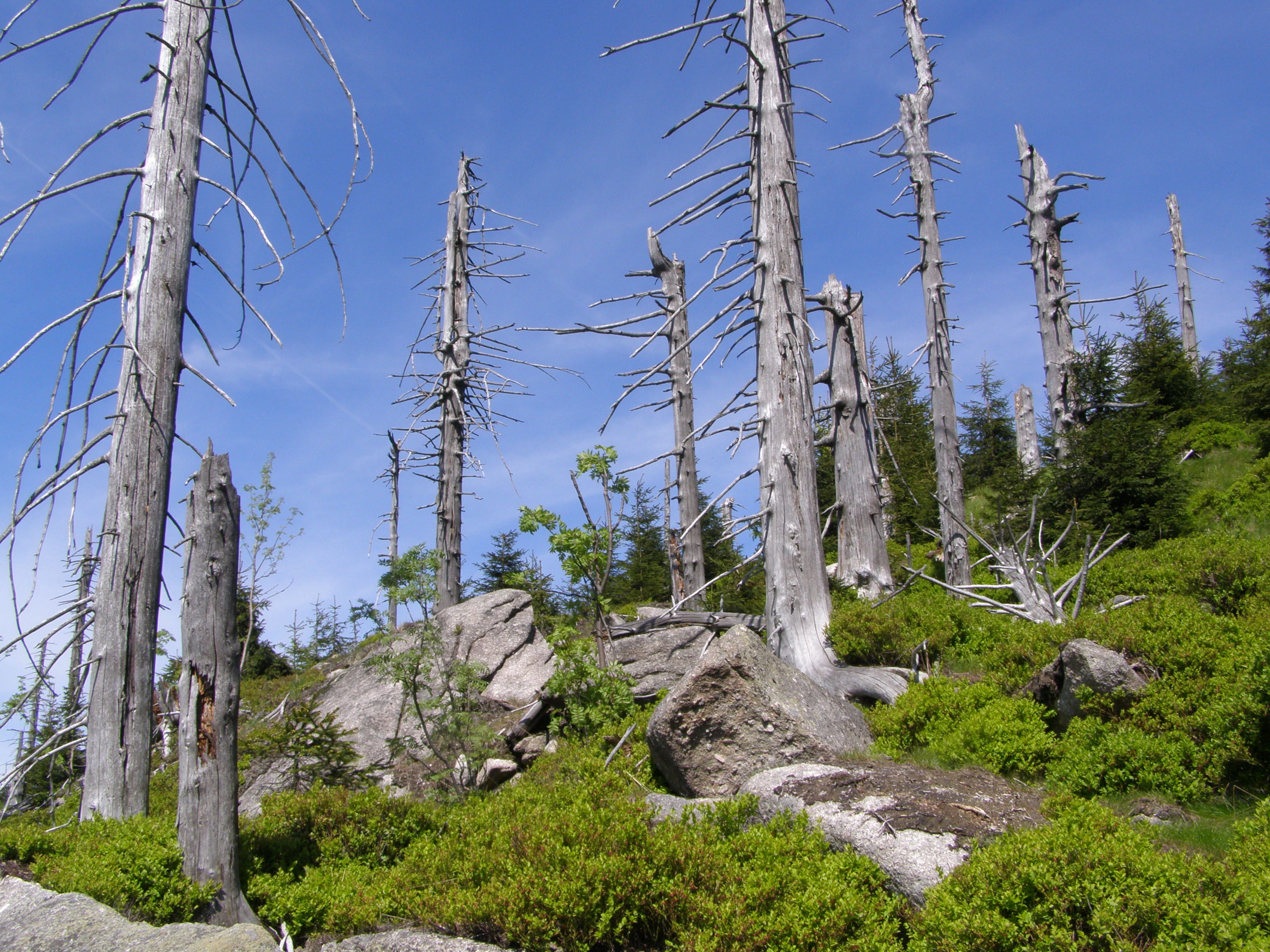 Jizera Primeval Forest