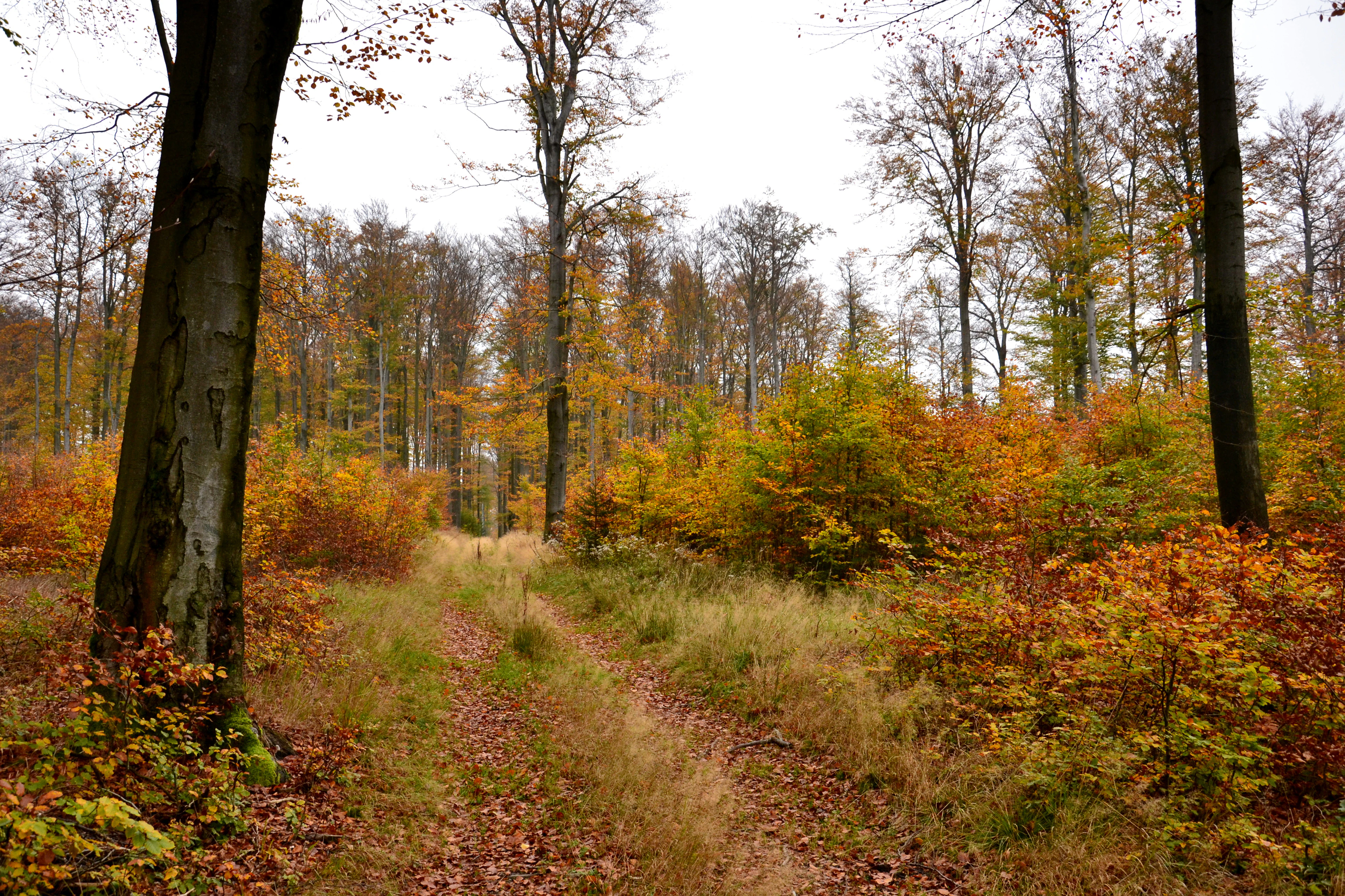 A dirt trail winds through an autumn forest clearing with colorful orange and yellow foliage on trees and bushes.