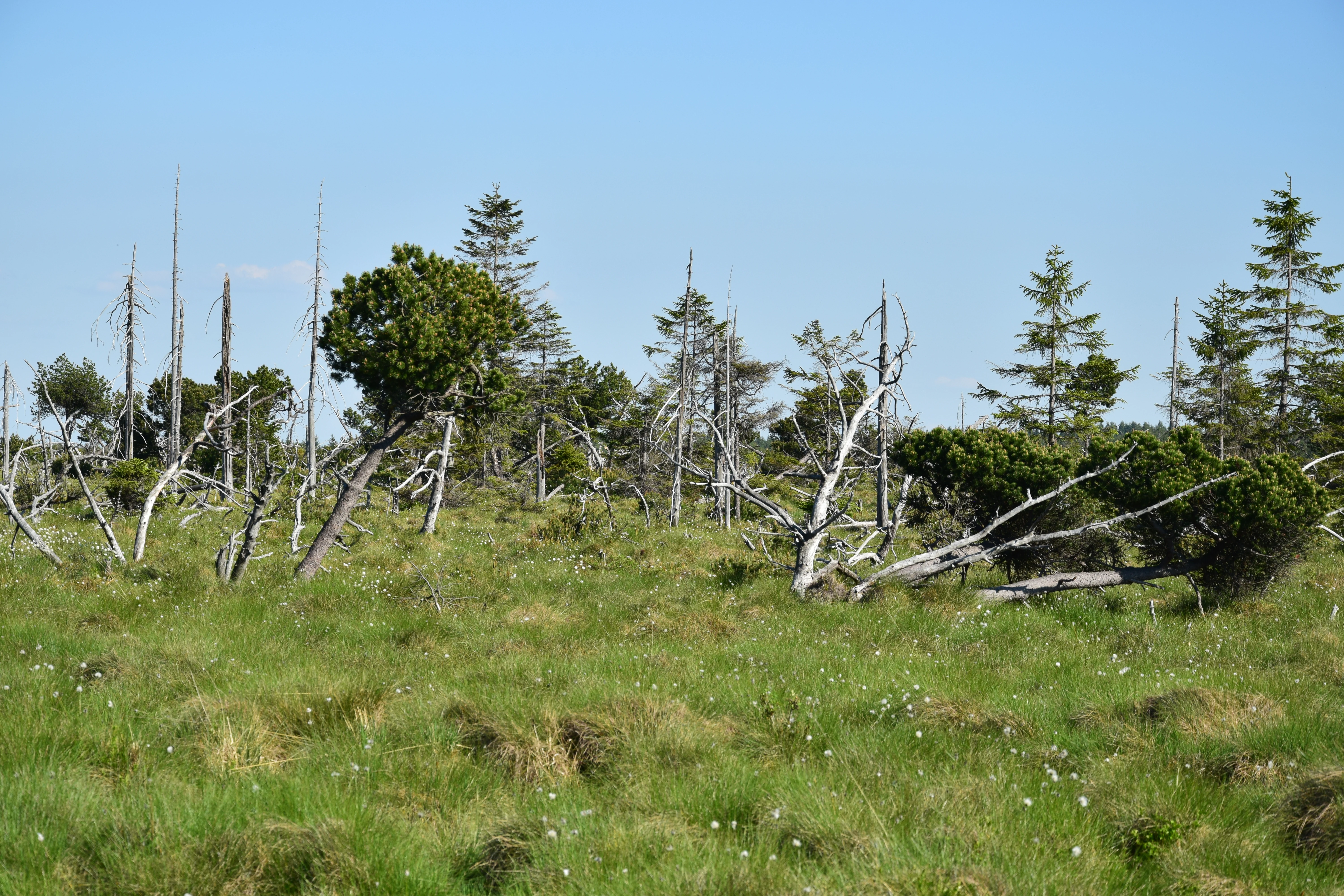 A wide view of a grassy peat bog with scattered spruce trees, some of which are dead and leafless, under a clear blue sky.