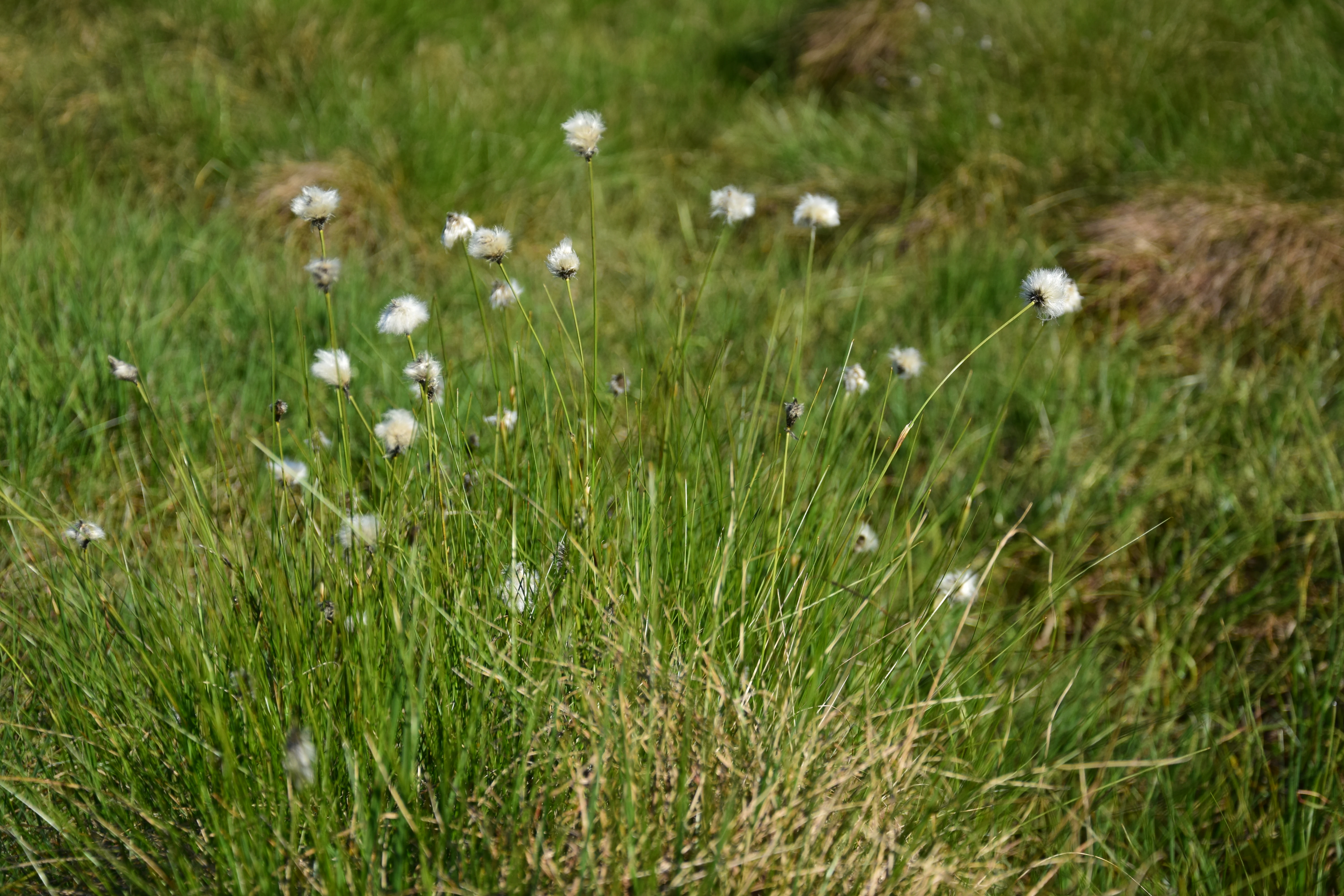 Clusters of white fluffy heads of tussock cottongrass blooming in a grassy peat bog meadow.