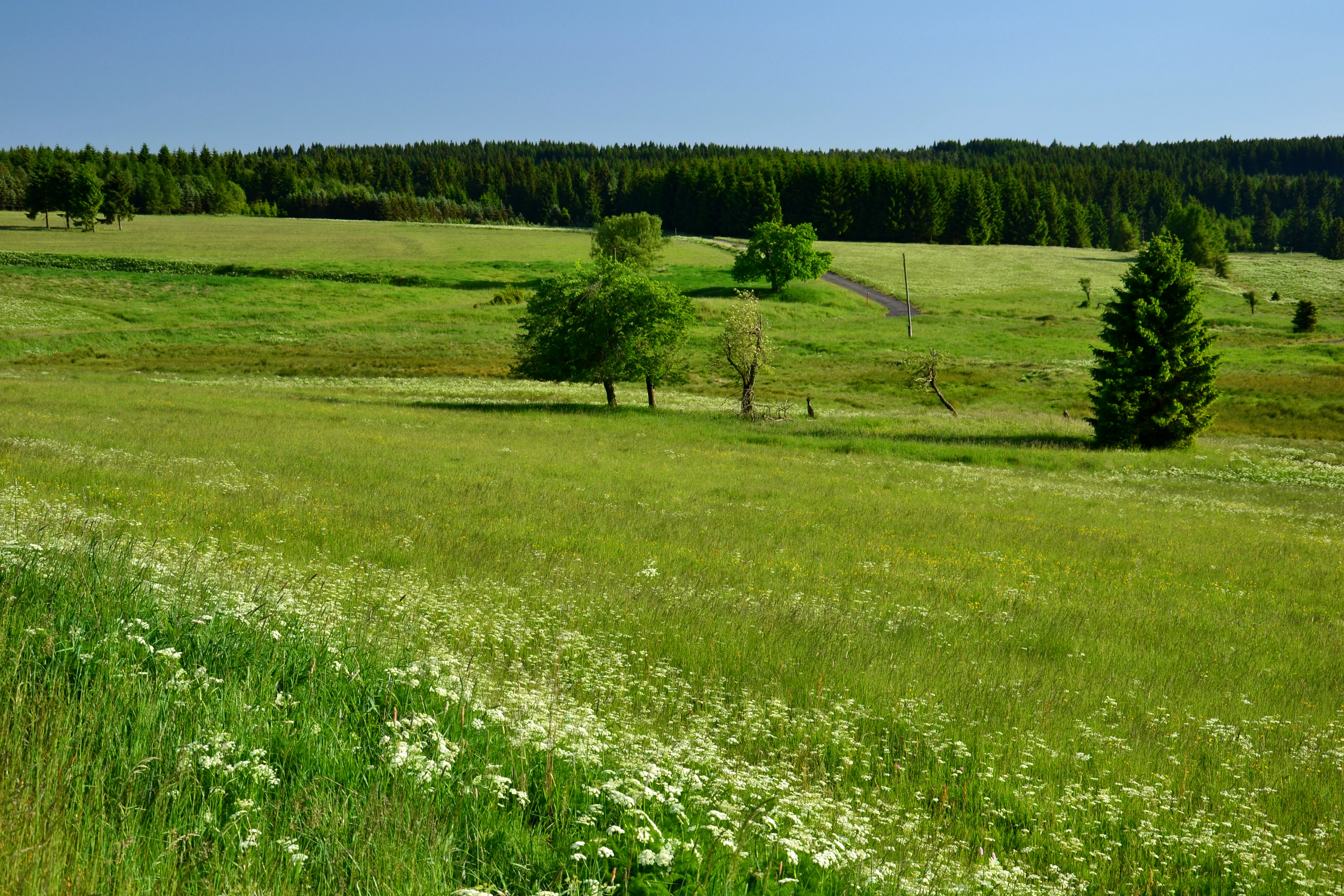 A wide, sunny landscape showing lush green grassy meadows with scattered trees and a distant forest edge under a clear blue sky.