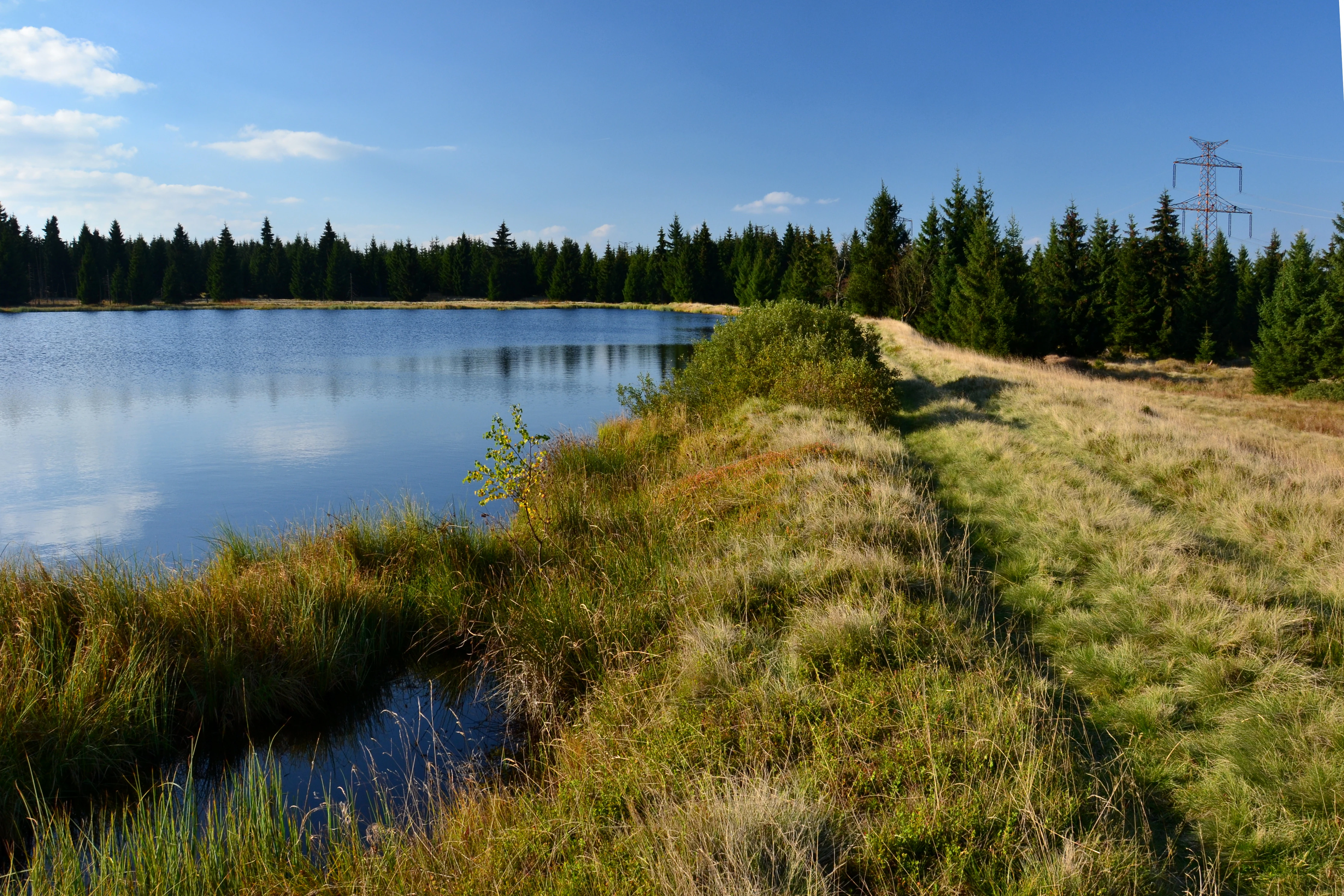A still pond bordered by marshy grasses and a coniferous forest under a clear blue sky, with a power line tower visible in the background.