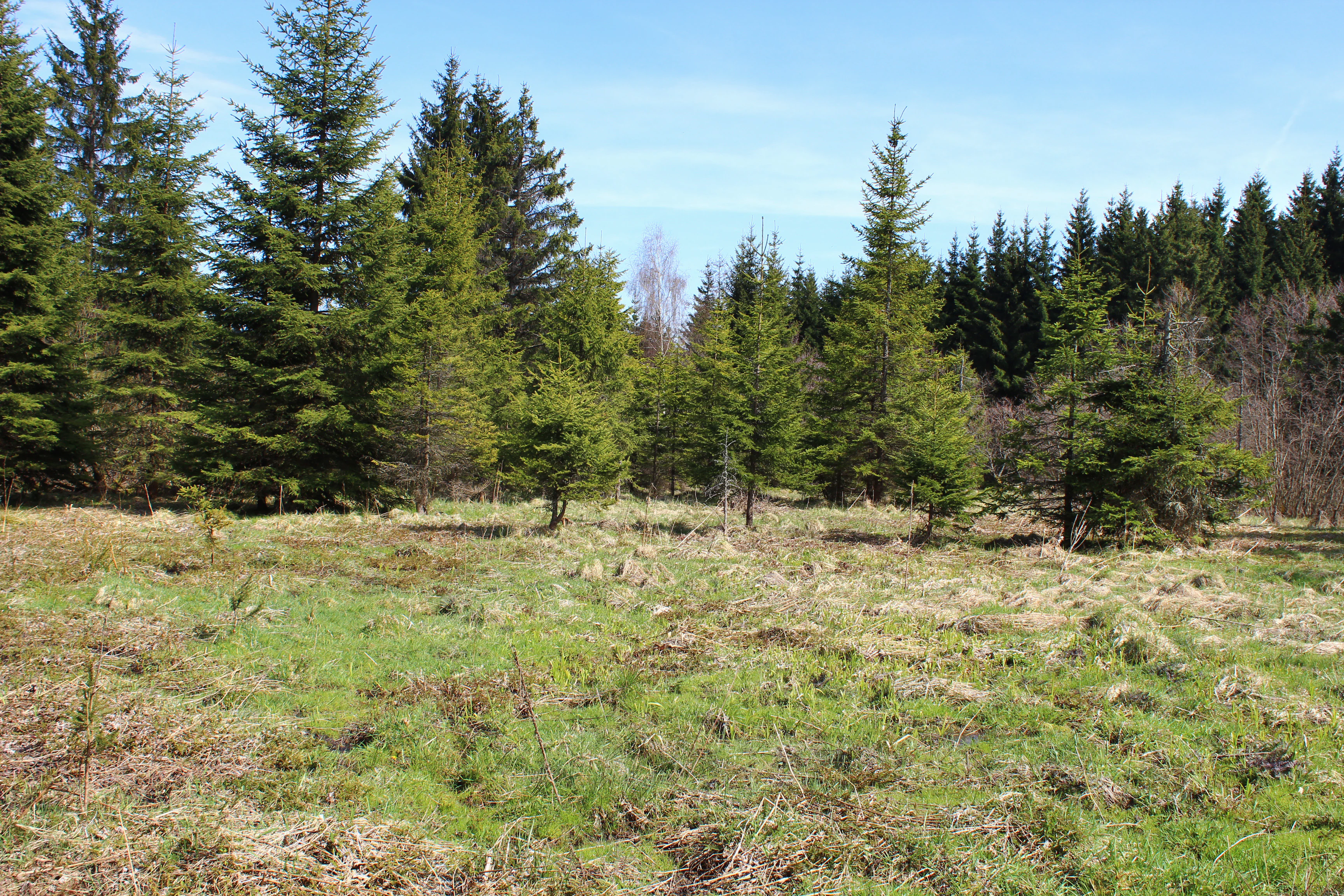 A meadow landscape with patches of green and dry grass, scattered small spruce trees, and a dense forest line in the background under a blue sky.