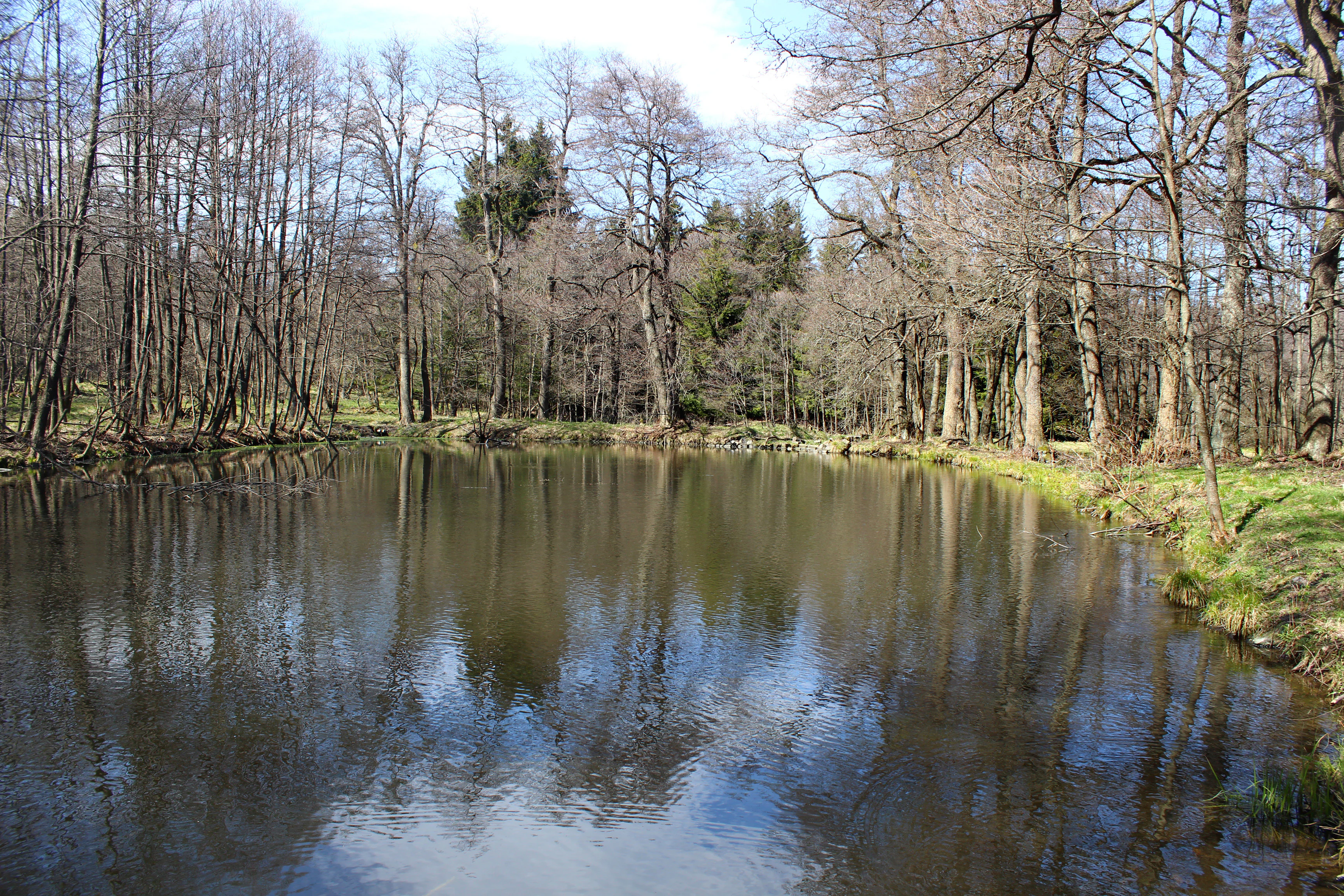 A small, calm pond reflecting the surrounding leafless trees and blue sky, with a forest edge in the background.
