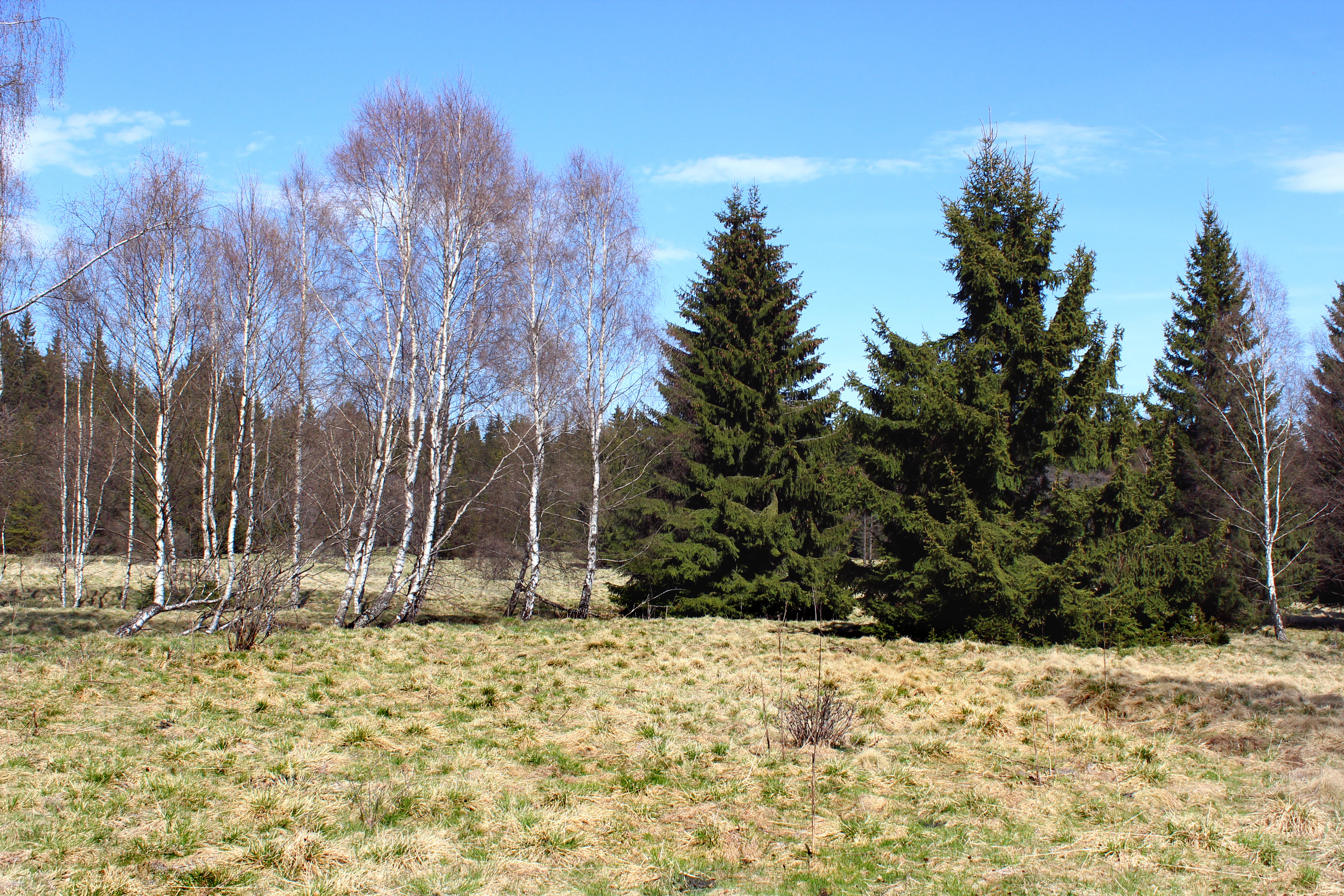 A meadow landscape with a group of bare birch trees on the left and dense green spruce trees on the right under a clear blue sky.