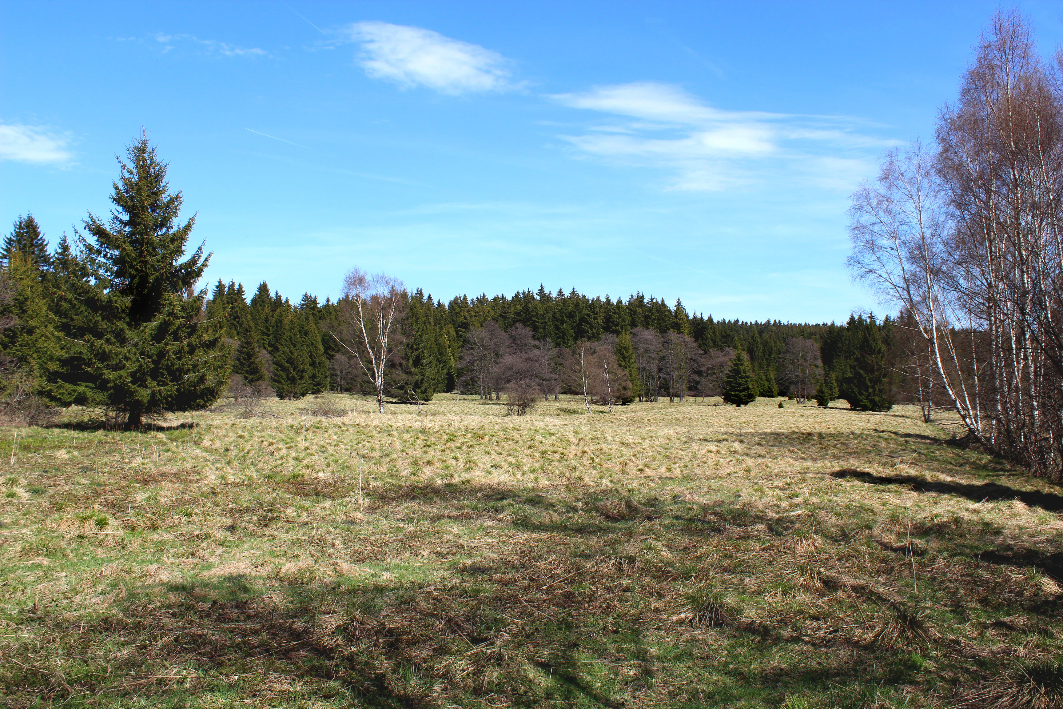 A wide view of a sunlit, grassy meadow bordered by evergreen and deciduous trees under a clear blue sky.