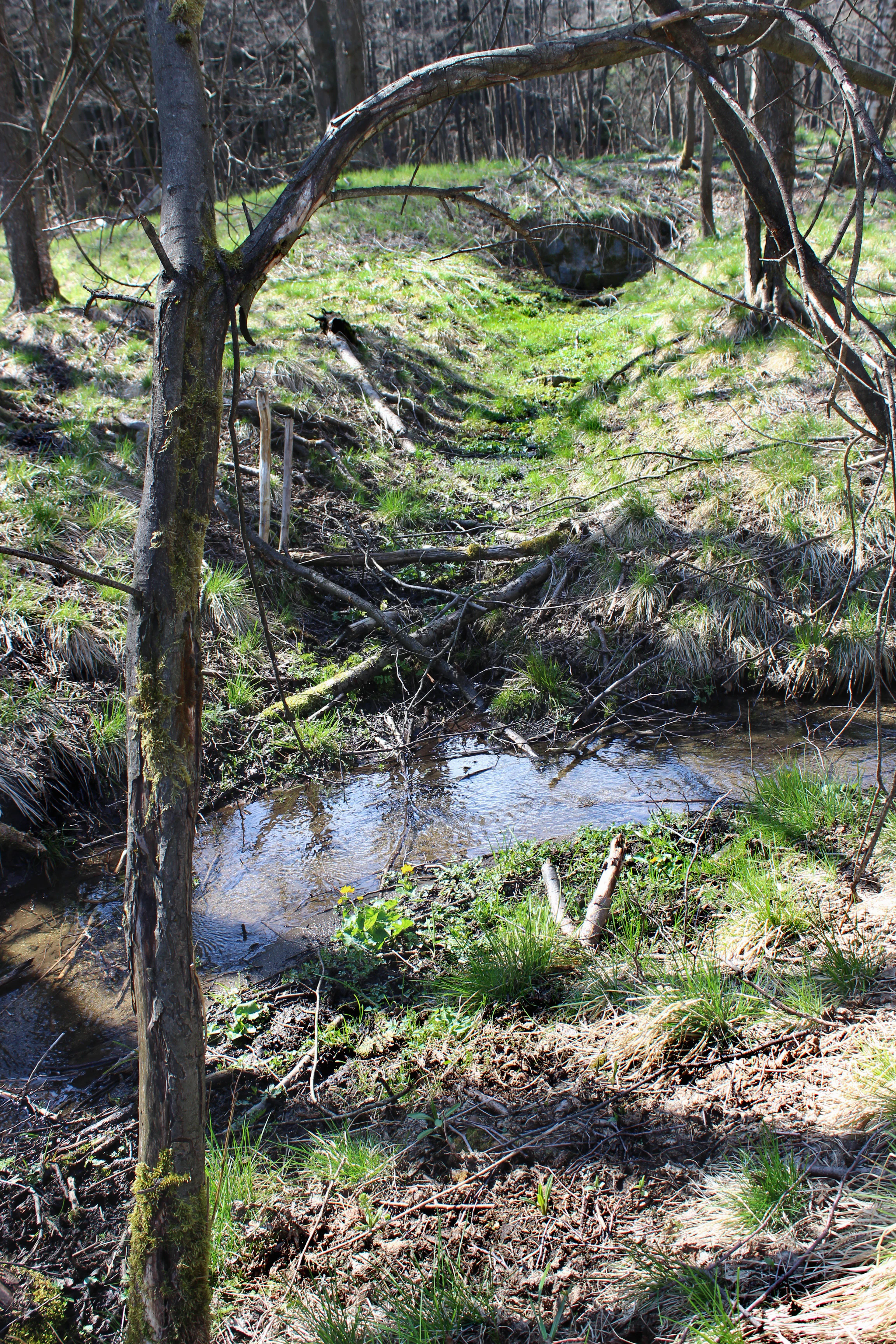 A small, narrow stream flowing through a shallow, grassy woodland area with scattered fallen branches and trees.
